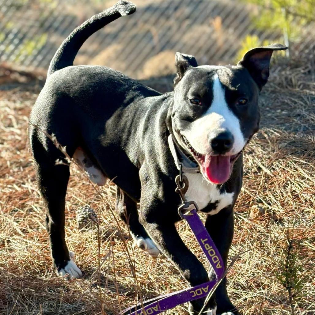 Enlarge Wally, a Adoptable mixed breed in Marshall, TX image 5/6