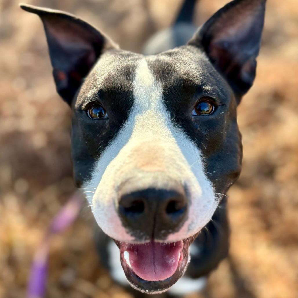 Enlarge Wally, a Adoptable mixed breed in Marshall, TX image 6/6