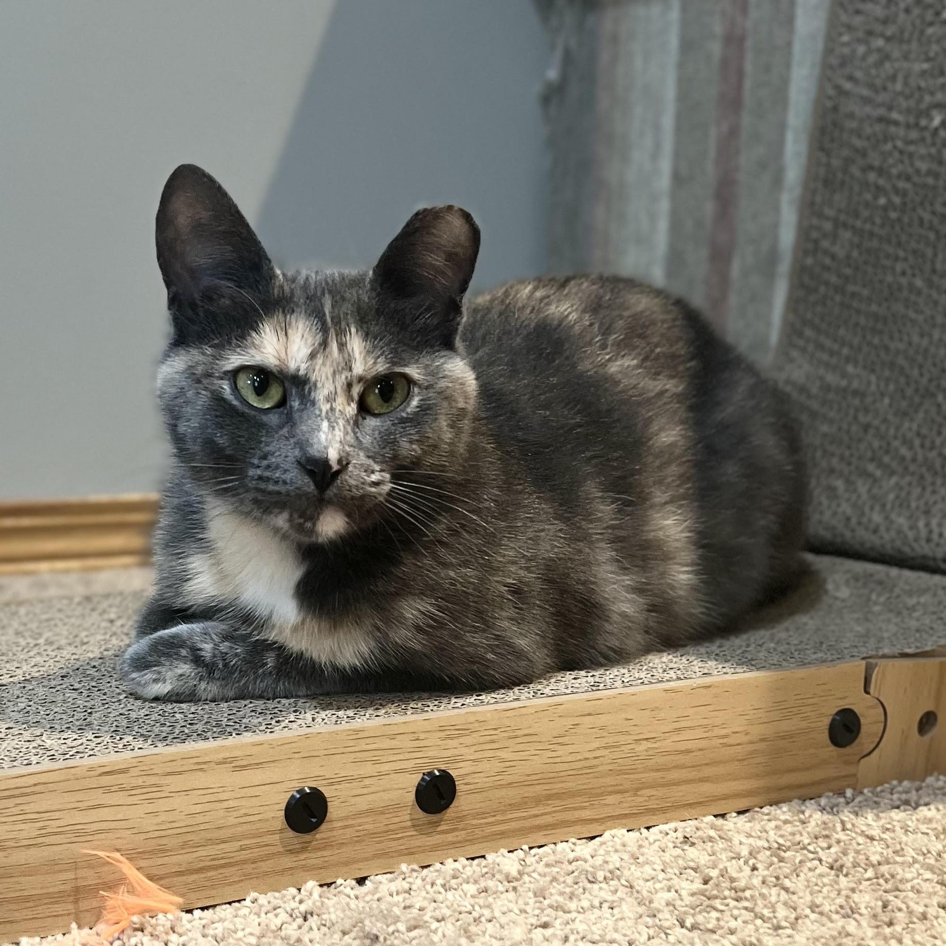 Enlarge Roxy, a Adoptable Dilute Tortoiseshell in Montrose, MN image 1/4