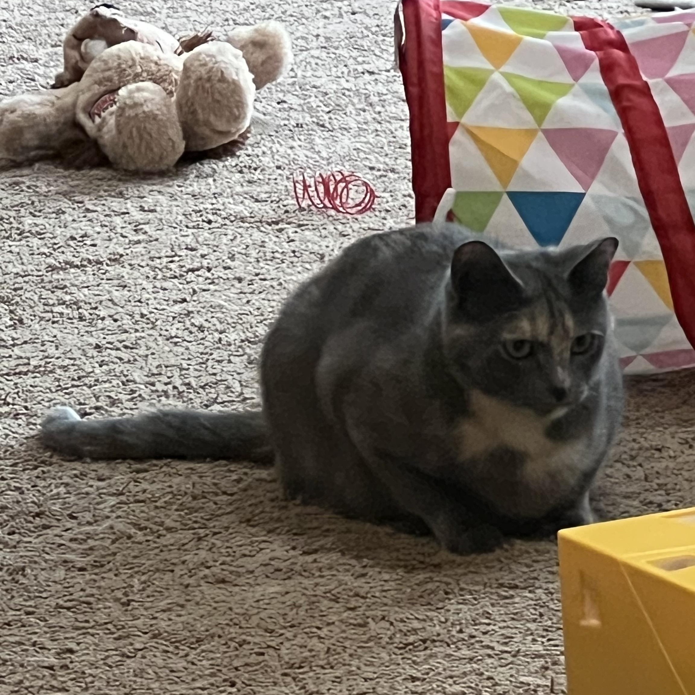 Enlarge Roxy, a Adoptable Dilute Tortoiseshell in Montrose, MN image 3/4