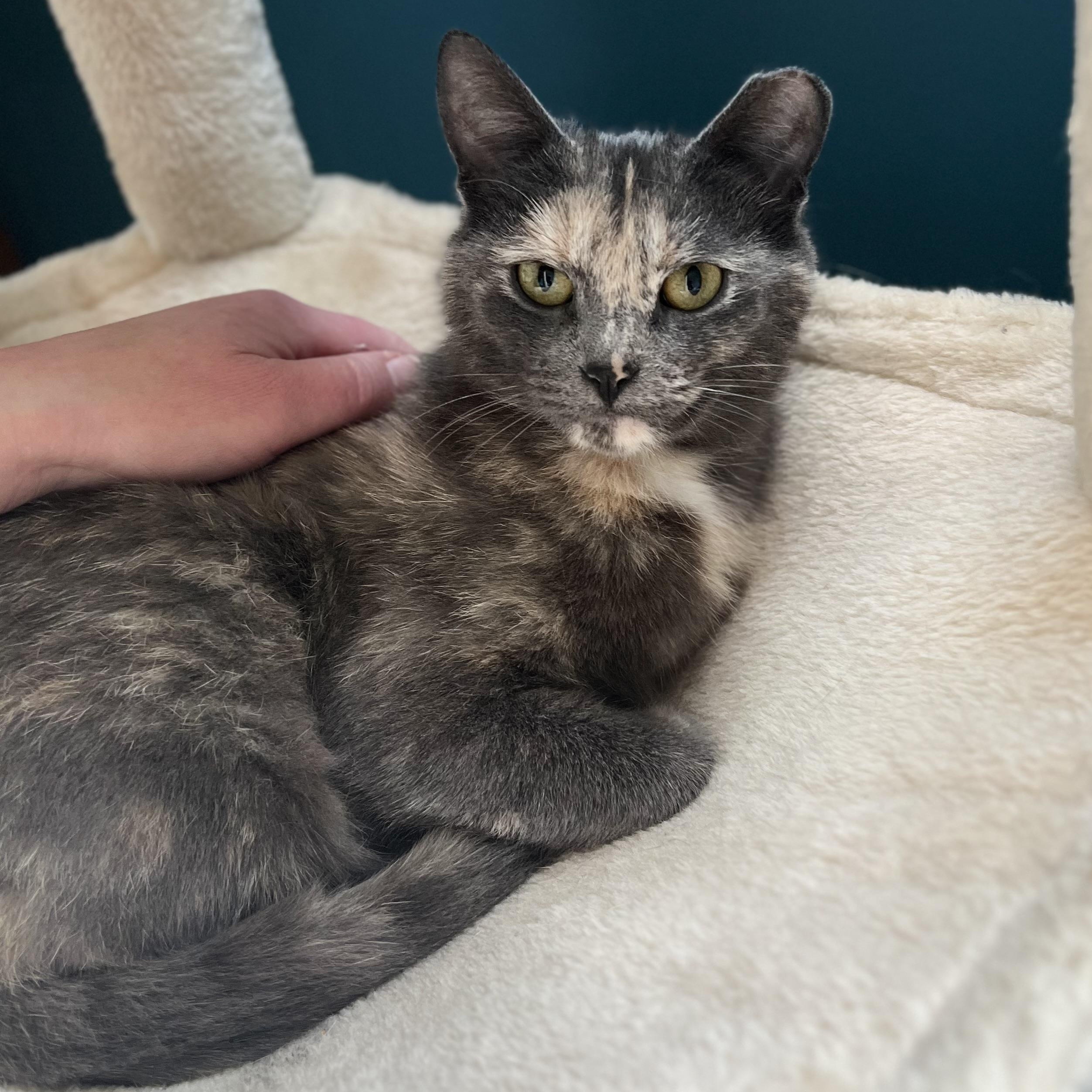Enlarge Roxy, a Adoptable Dilute Tortoiseshell in Montrose, MN image 2/4