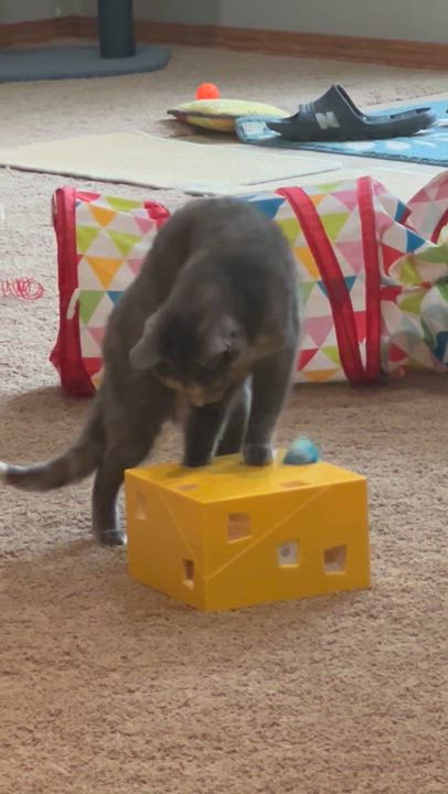 Enlarge Roxy, a Adoptable Dilute Tortoiseshell in Montrose, MN video 4/4