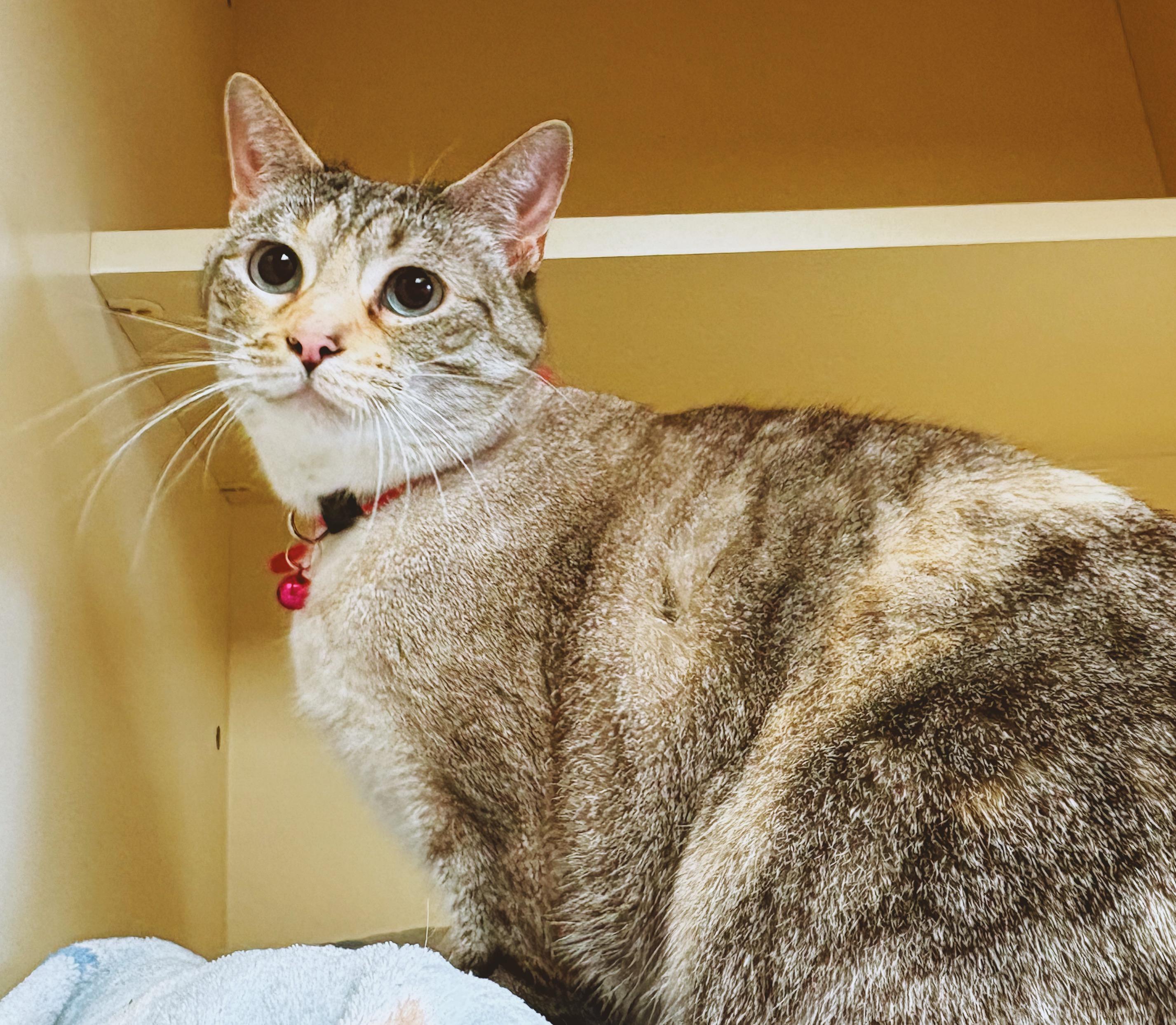 Enlarge Tesla, an adopted mixed breed in Hays, KS image 2/6