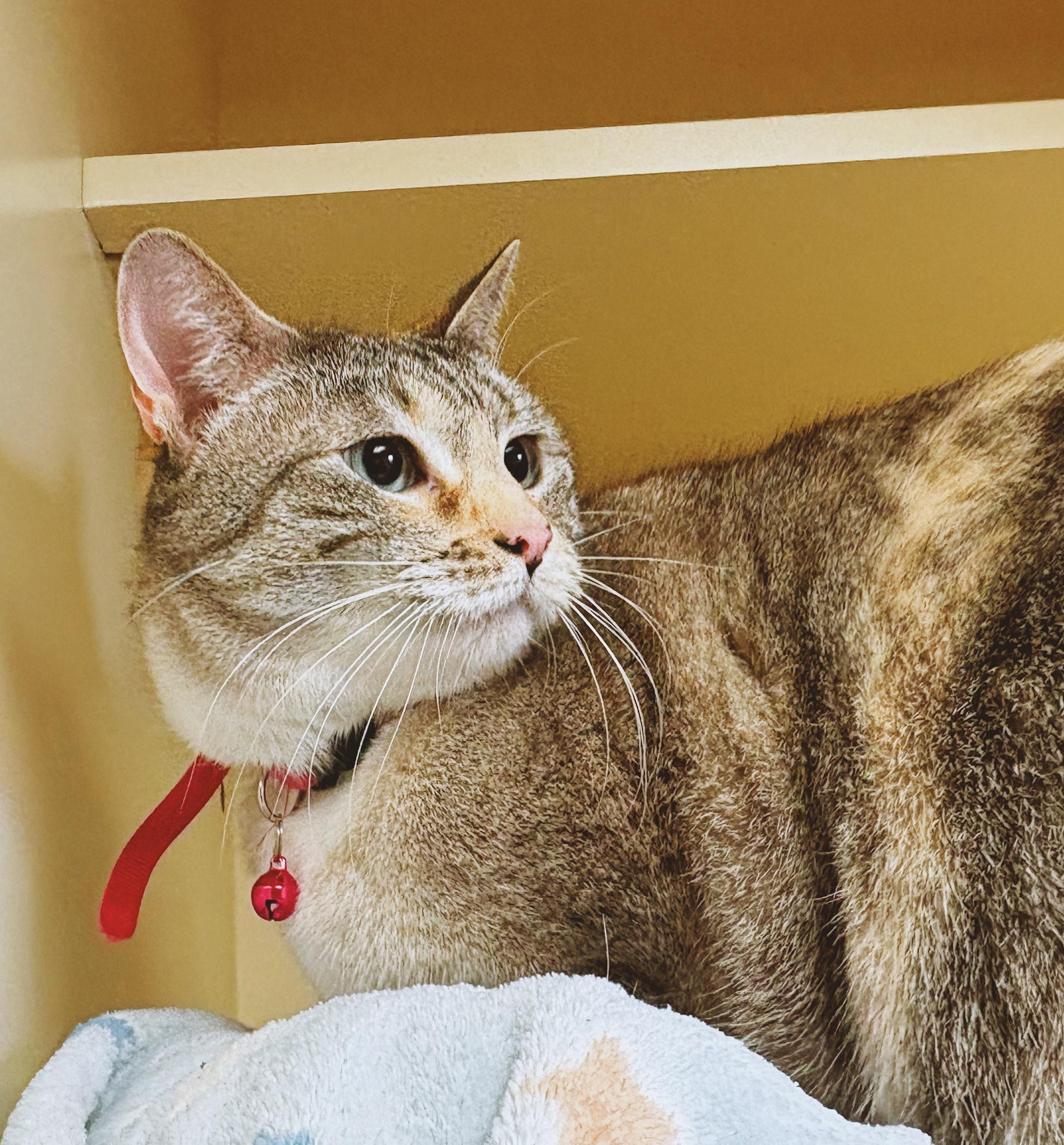 Tesla, adopted, Adult Female Domestic Short Hair & Siamese.