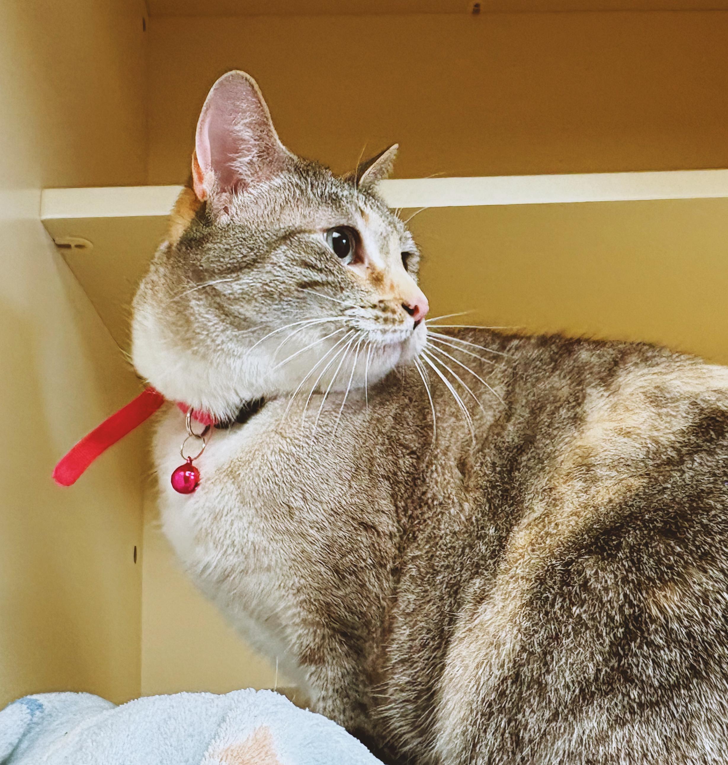 Enlarge Tesla, an adopted mixed breed in Hays, KS image 5/6