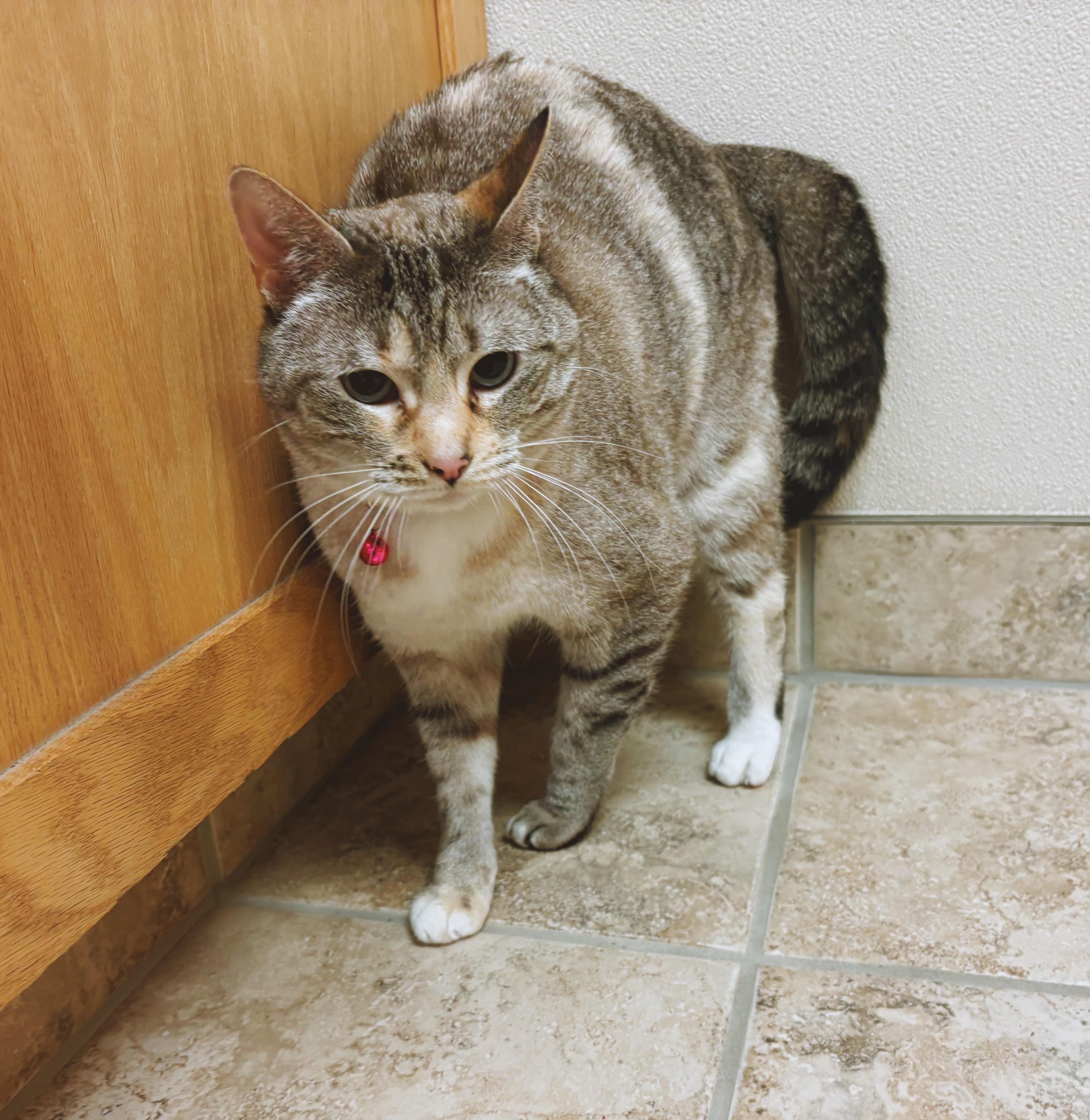 Enlarge Tesla, an adopted mixed breed in Hays, KS image 4/6