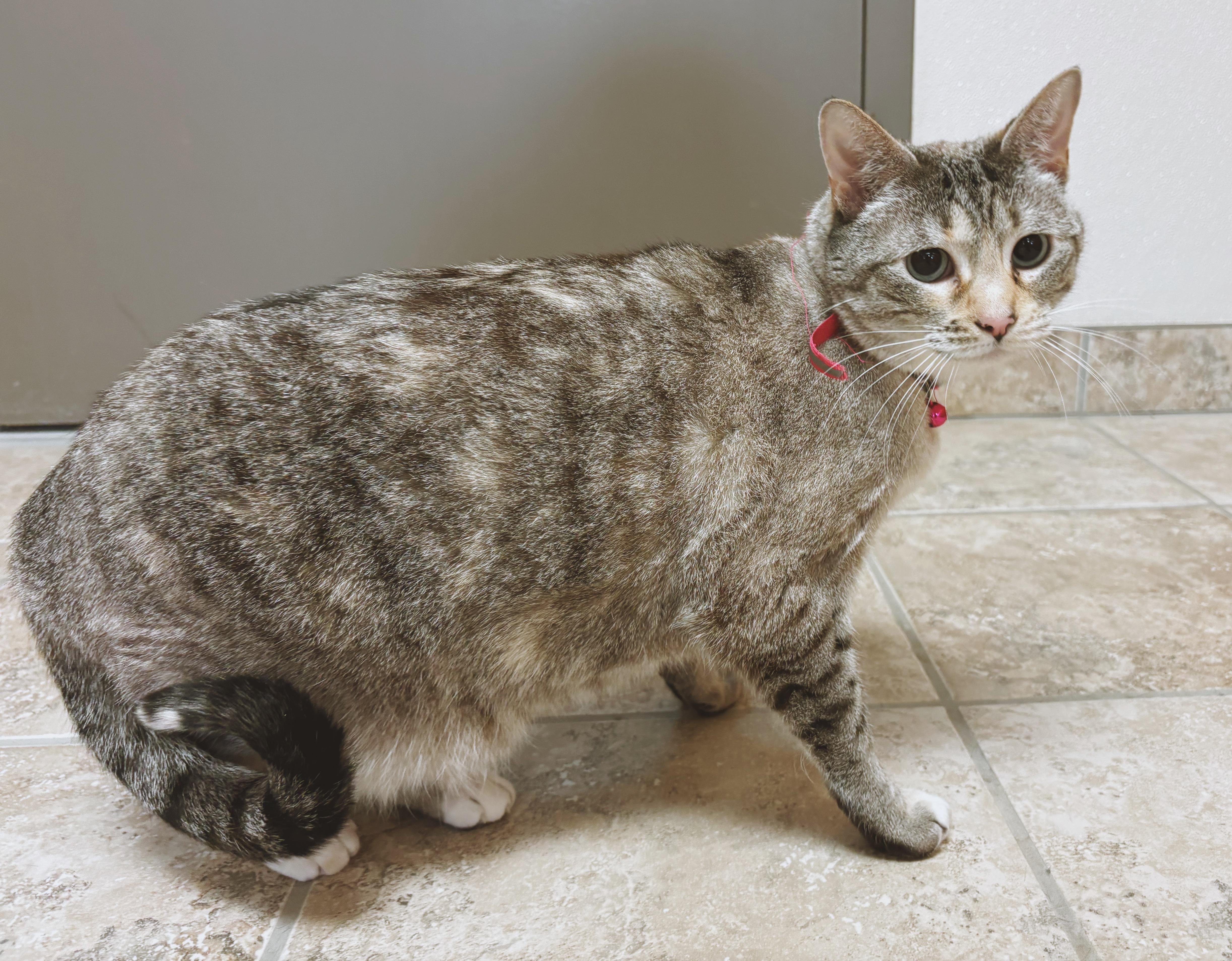 Enlarge Tesla, an adopted mixed breed in Hays, KS image 3/6