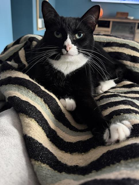 Enlarge Jonesy Girl, a ADOPTABLE Domestic Short Hair in Farmingville, NY image 1/1