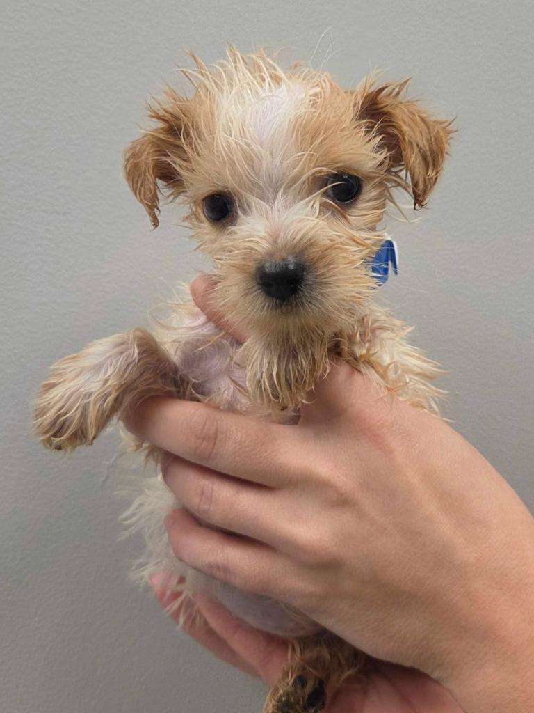 Robert Wadlow, Adopted, Puppy Male Shih Tzu.