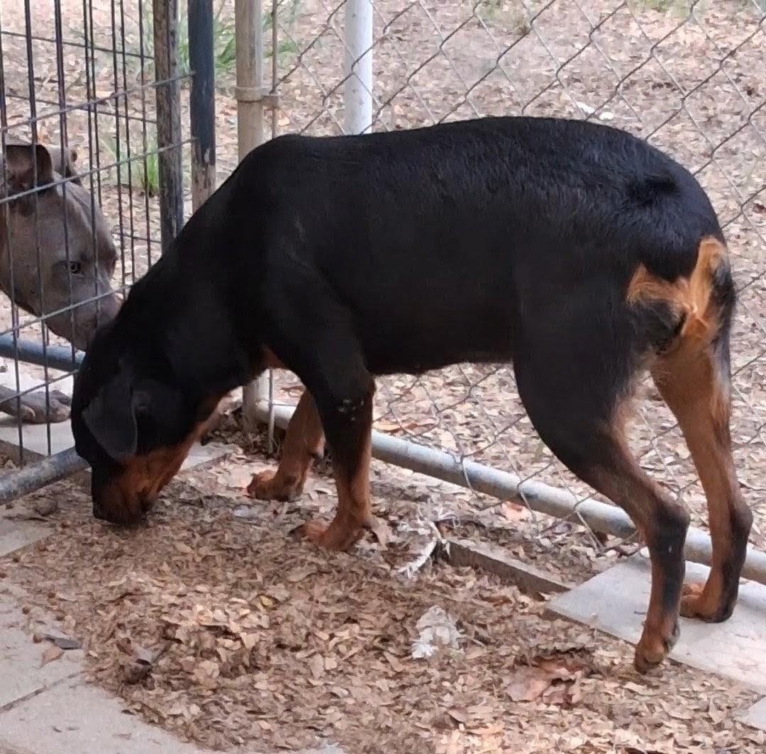 Enlarge Belle, a Adoptable Rottweiler in Carson, MS image 1/3