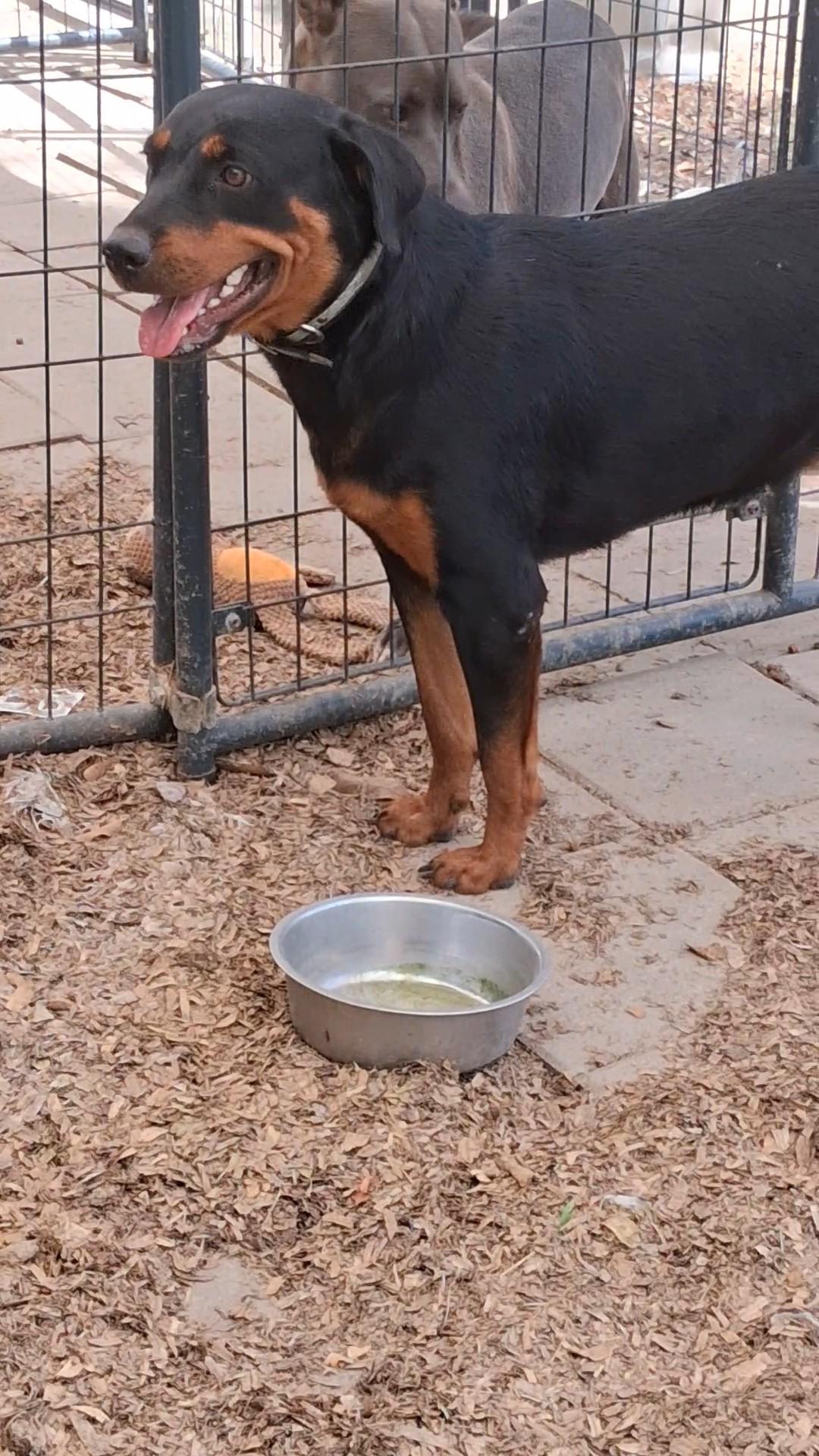 Enlarge Belle, a Adoptable Rottweiler in Carson, MS image 3/3