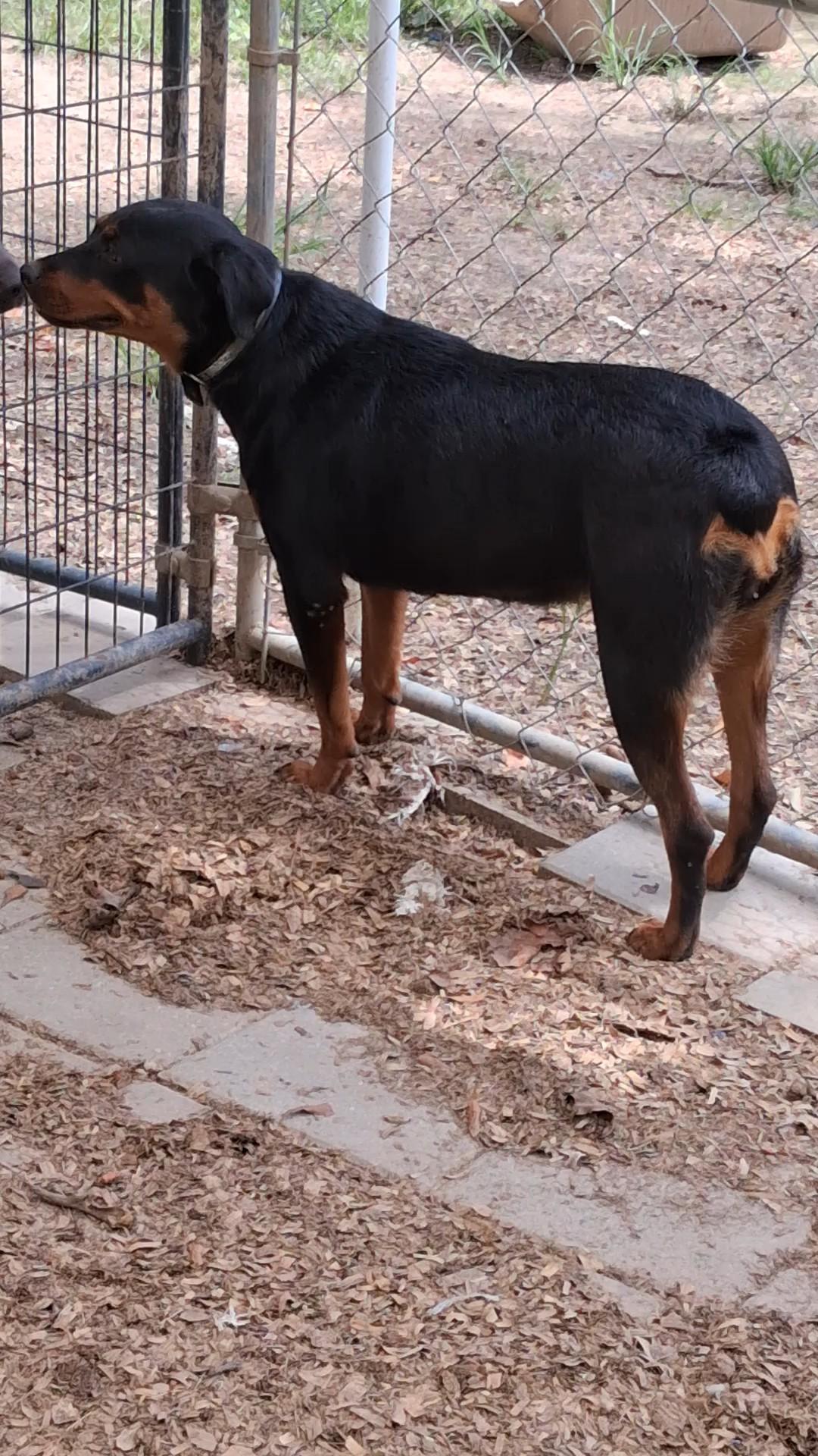Enlarge Belle, a Adoptable Rottweiler in Carson, MS image 2/3