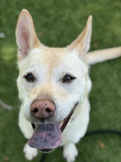 Enlarge Pawcasso - 1, a Adoptable mixed breed in Daytona Beach, FL image 1/2