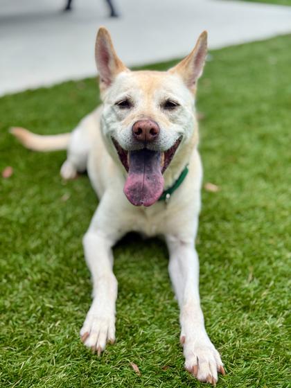Enlarge Pawcasso - 1, a Adoptable mixed breed in Daytona Beach, FL image 2/2