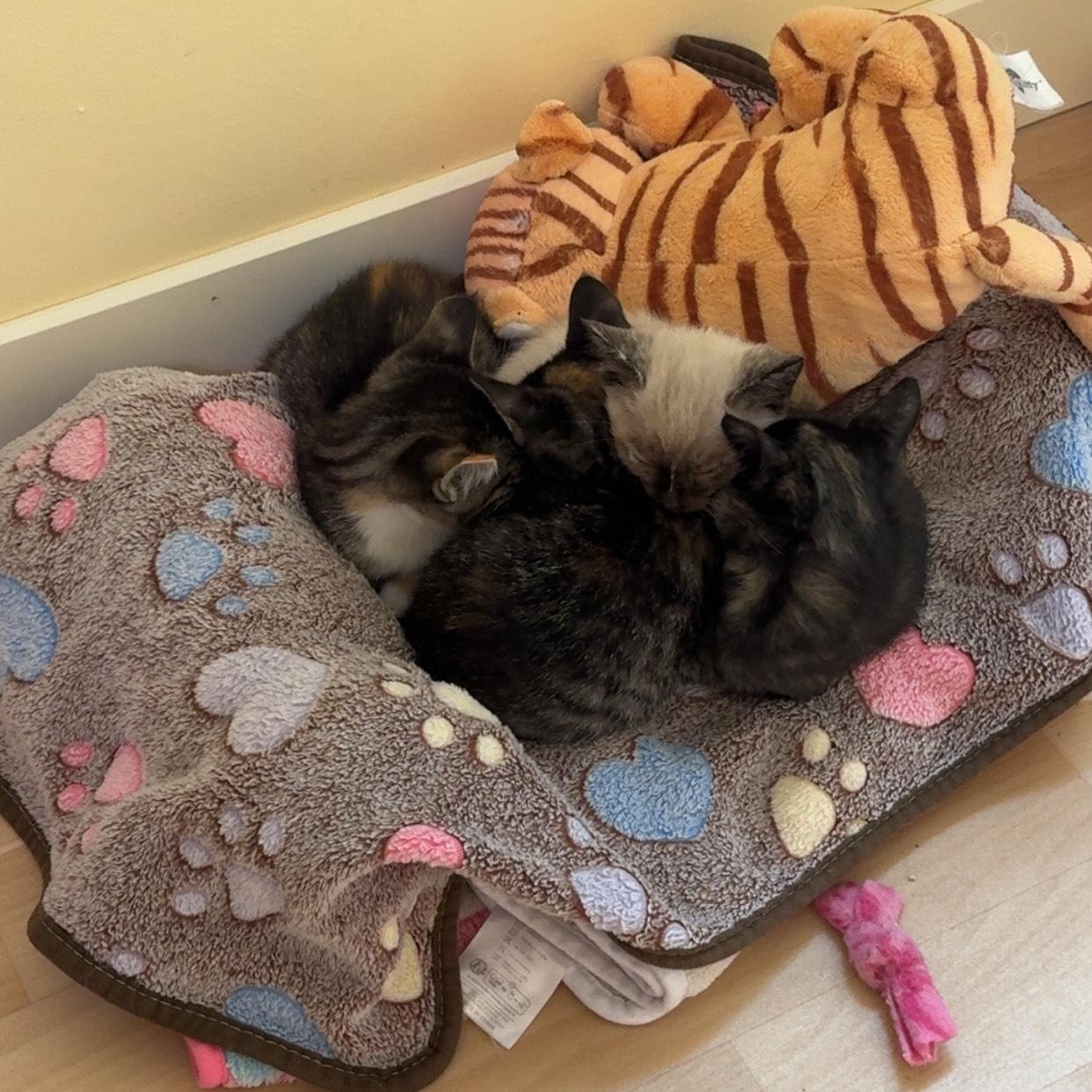 Enlarge Pippin, a Adopted Domestic Short Hair in Sherwood Park, AB image 4/4