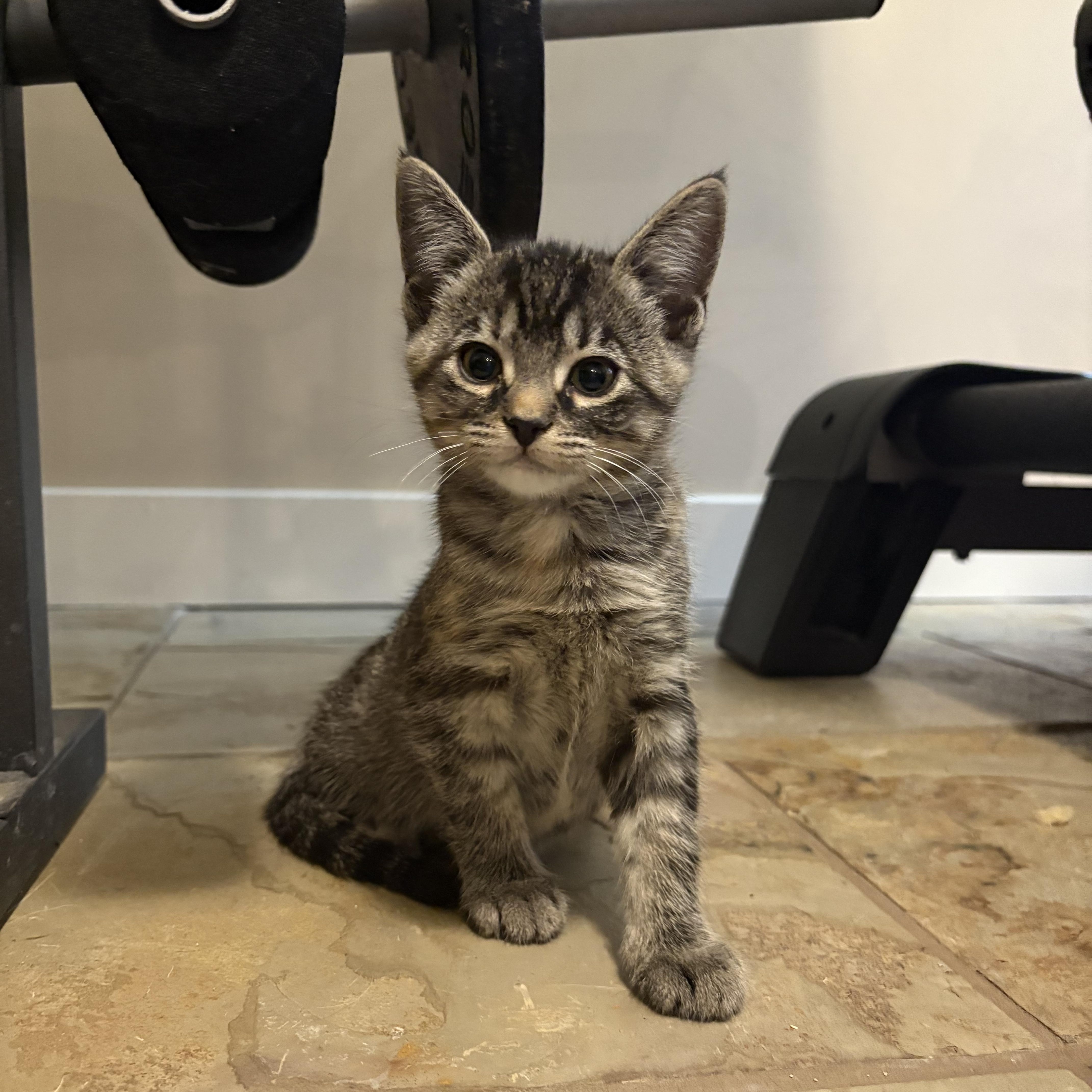 Enlarge Pippin, a Adopted Domestic Short Hair in Sherwood Park, AB image 2/4