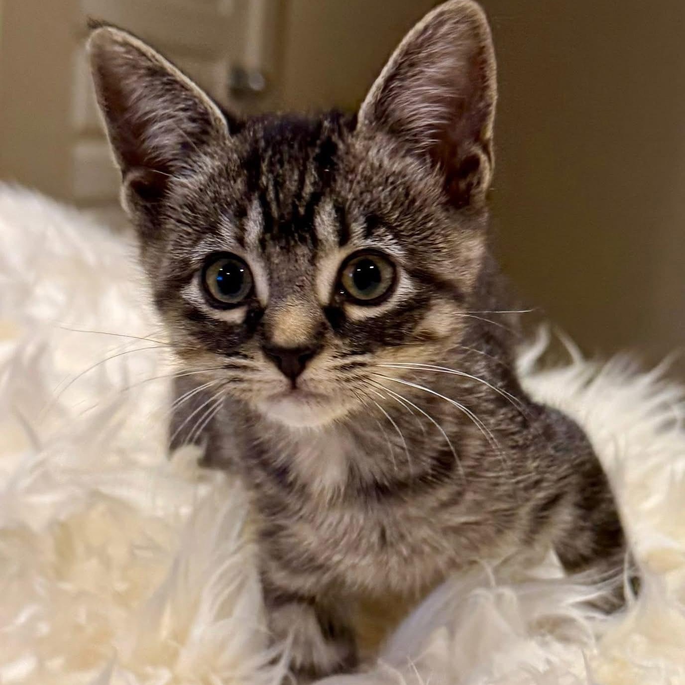 Pippin, Adopted, Young Female Domestic Short Hair.