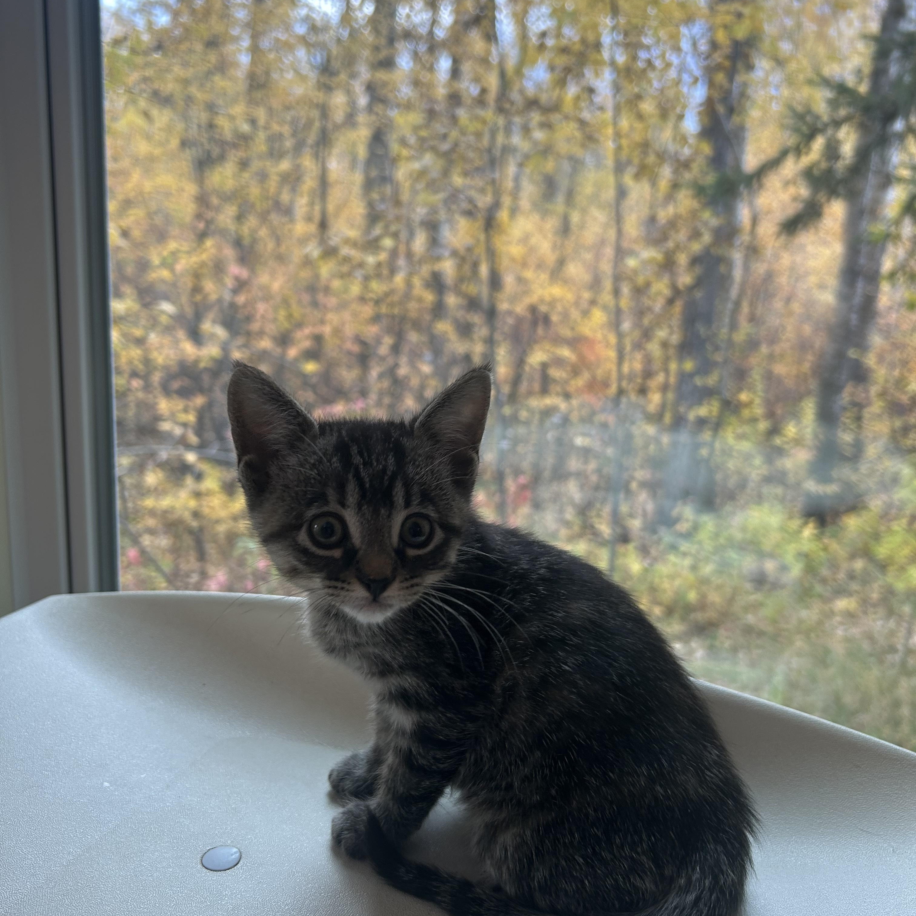 Enlarge Pippin, a Adopted Domestic Short Hair in Sherwood Park, AB image 3/4