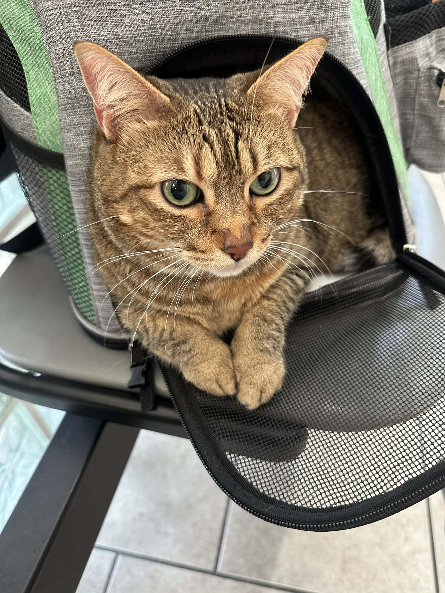 Enlarge DORRY, a ADOPTABLE mixed breed in Hoboken, NJ image 5/6