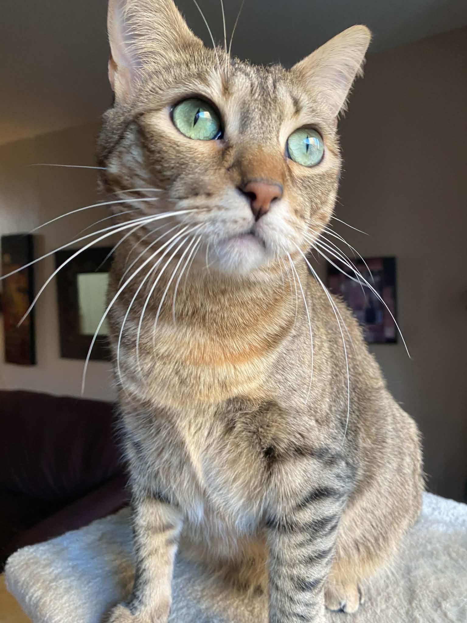 Enlarge DORRY, a ADOPTABLE mixed breed in Hoboken, NJ image 6/6