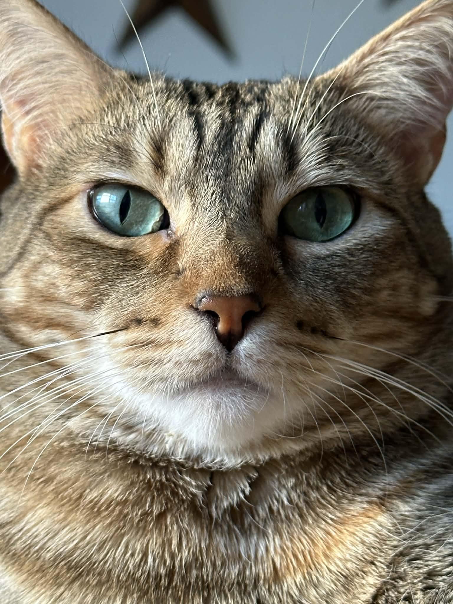 Enlarge DORRY, a ADOPTABLE mixed breed in Hoboken, NJ image 2/6