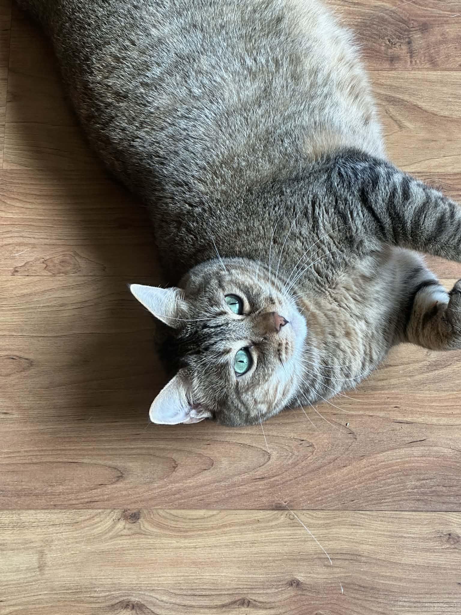 Enlarge DORRY, a ADOPTABLE mixed breed in Hoboken, NJ image 3/6