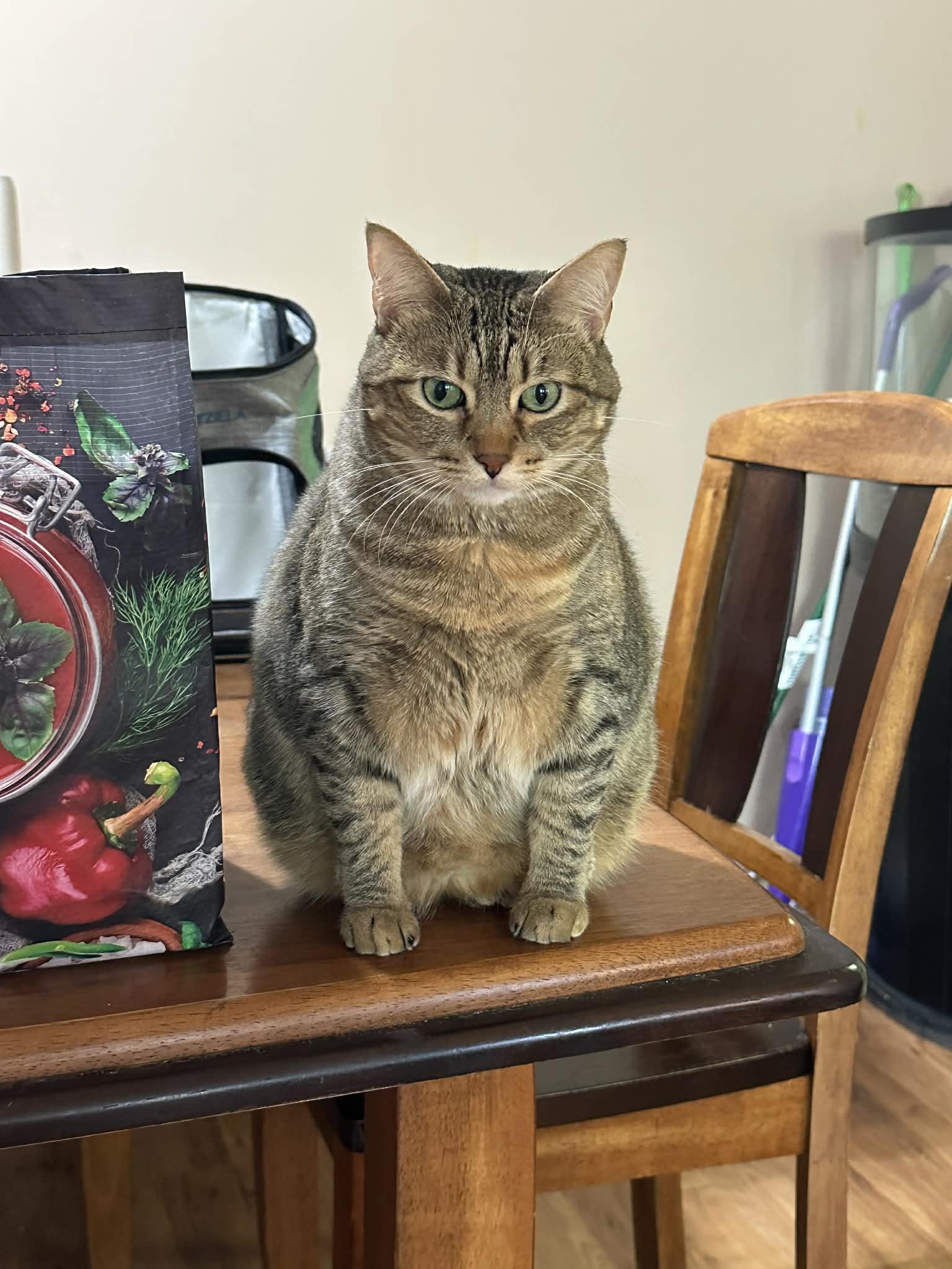 Enlarge DORRY, a ADOPTABLE mixed breed in Hoboken, NJ image 4/6