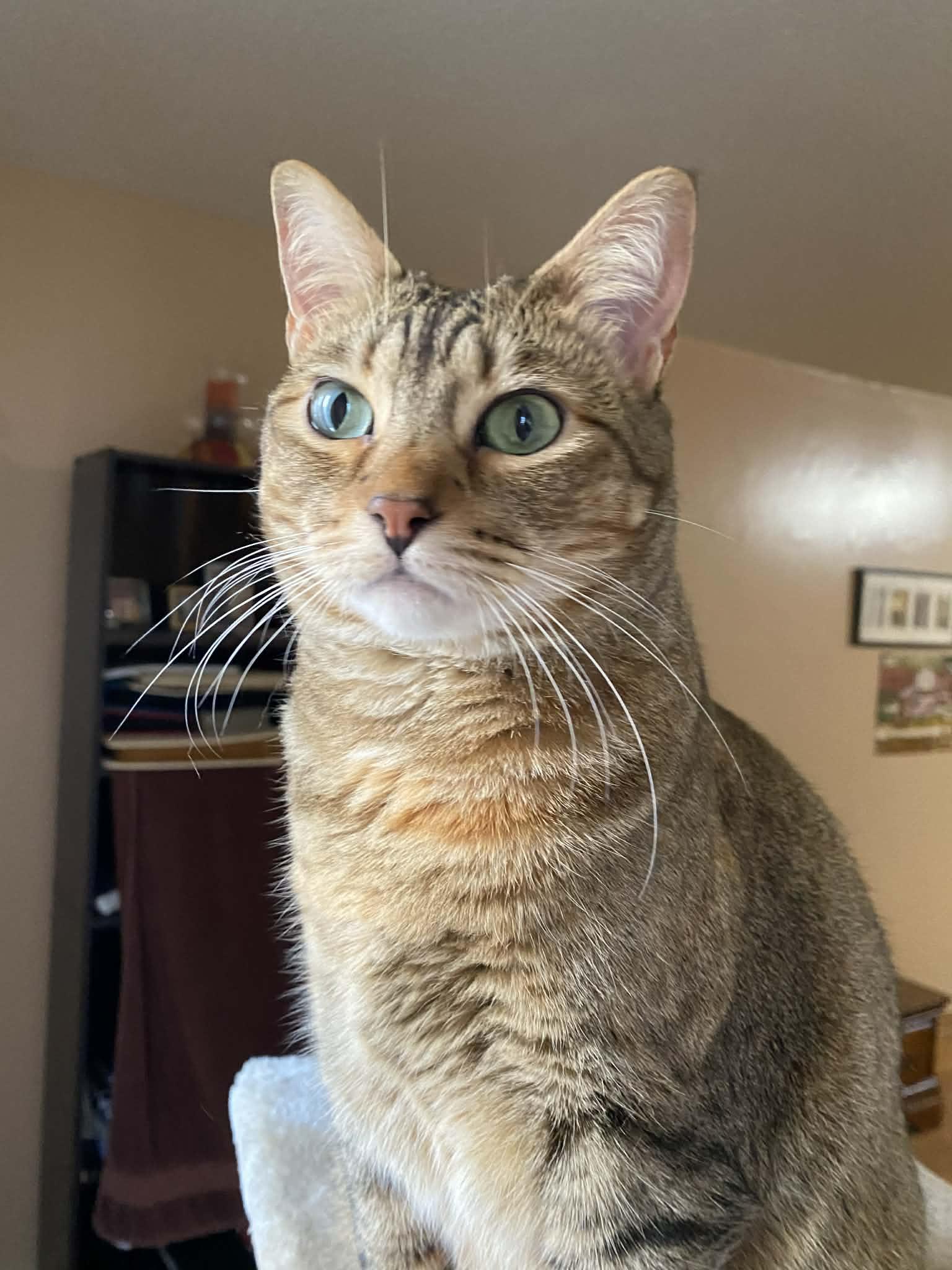 DORRY, ADOPTABLE, Adult Female Tabby & Dilute Calico.