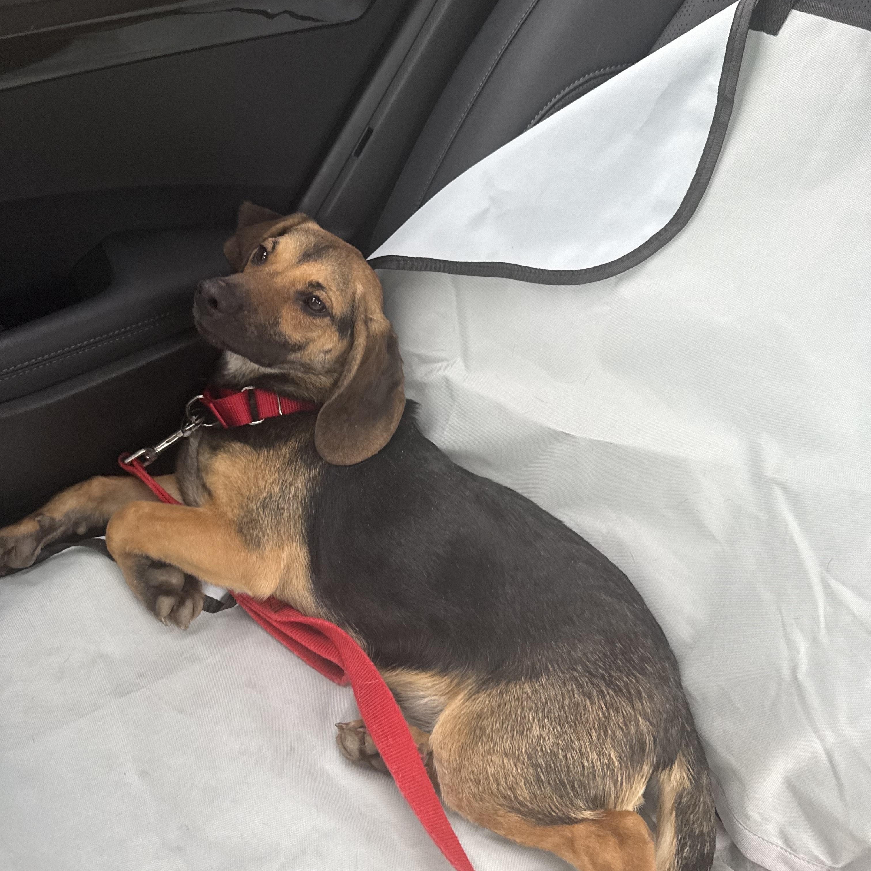 Enlarge Brady, a ADOPTABLE mixed breed in Columbia, MD image 5/6