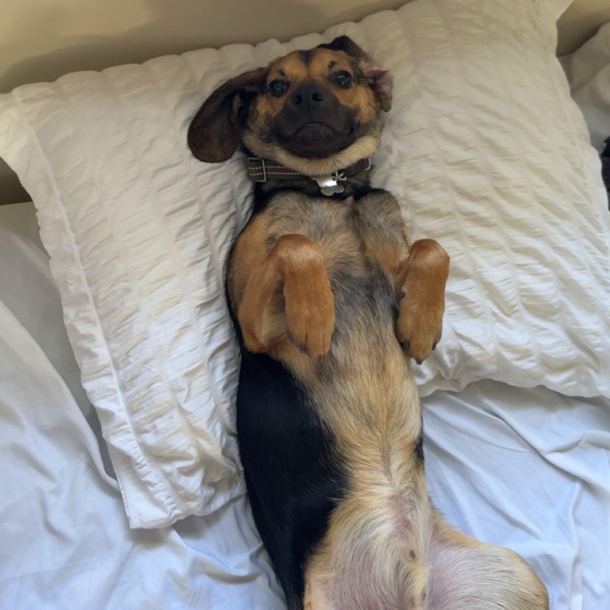 Enlarge Brady, a ADOPTABLE mixed breed in Columbia, MD image 6/6