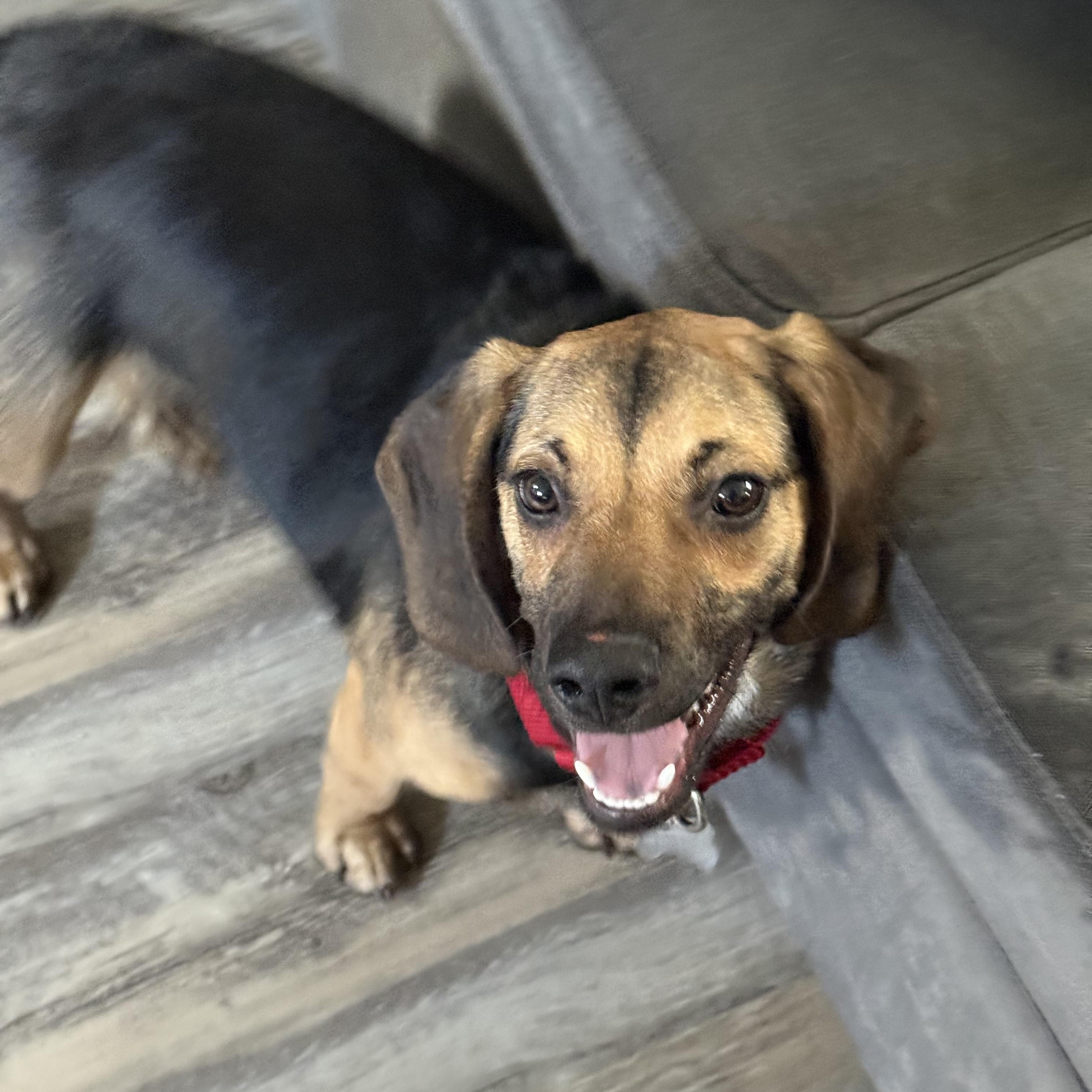 Enlarge Brady, a ADOPTABLE mixed breed in Columbia, MD image 3/6