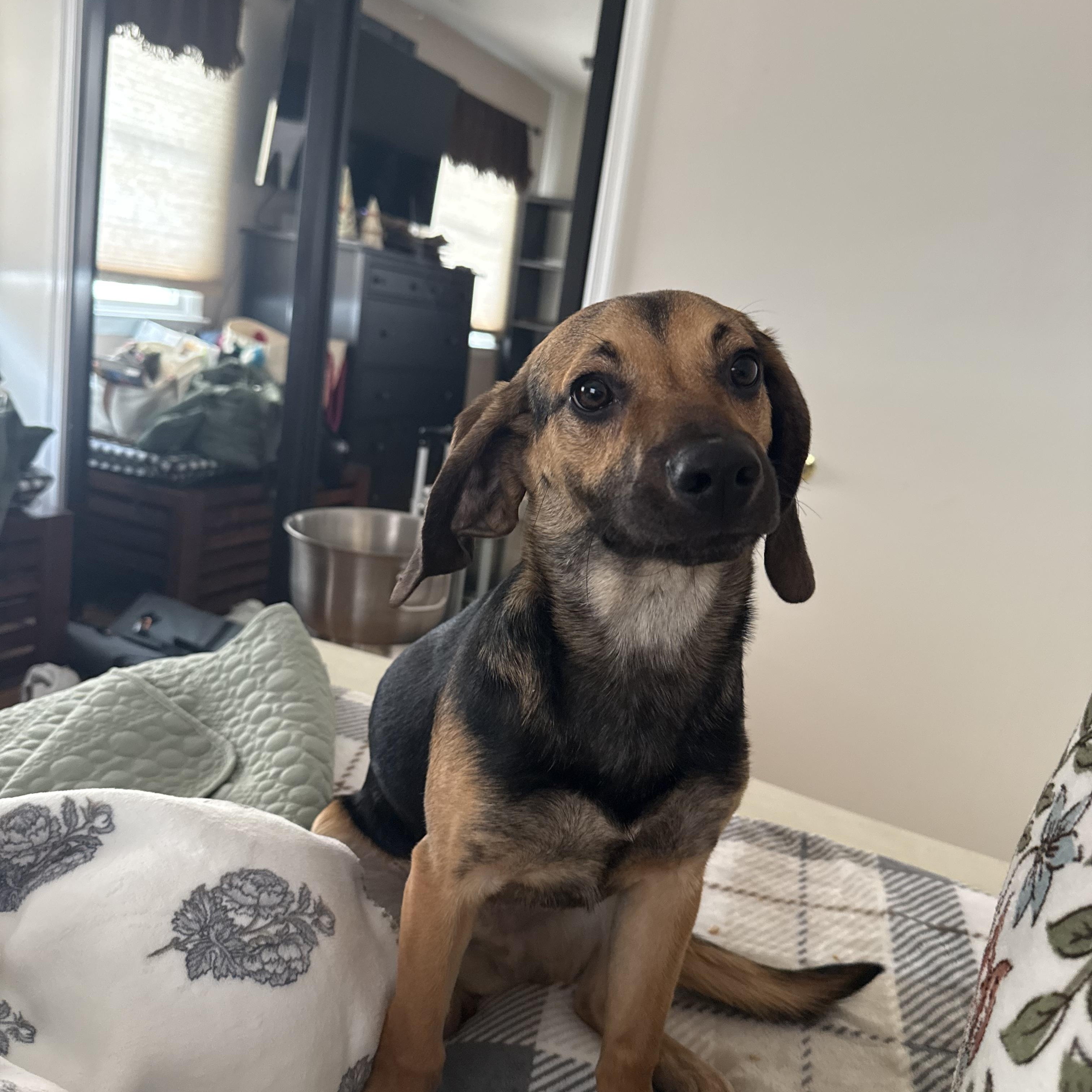 Enlarge Brady, a ADOPTABLE mixed breed in Columbia, MD image 4/6