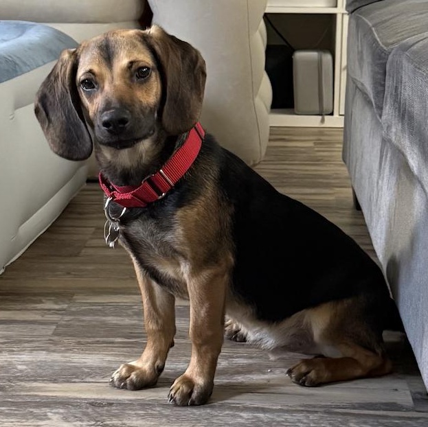 Enlarge Brady, a ADOPTABLE mixed breed in Columbia, MD image 1/6