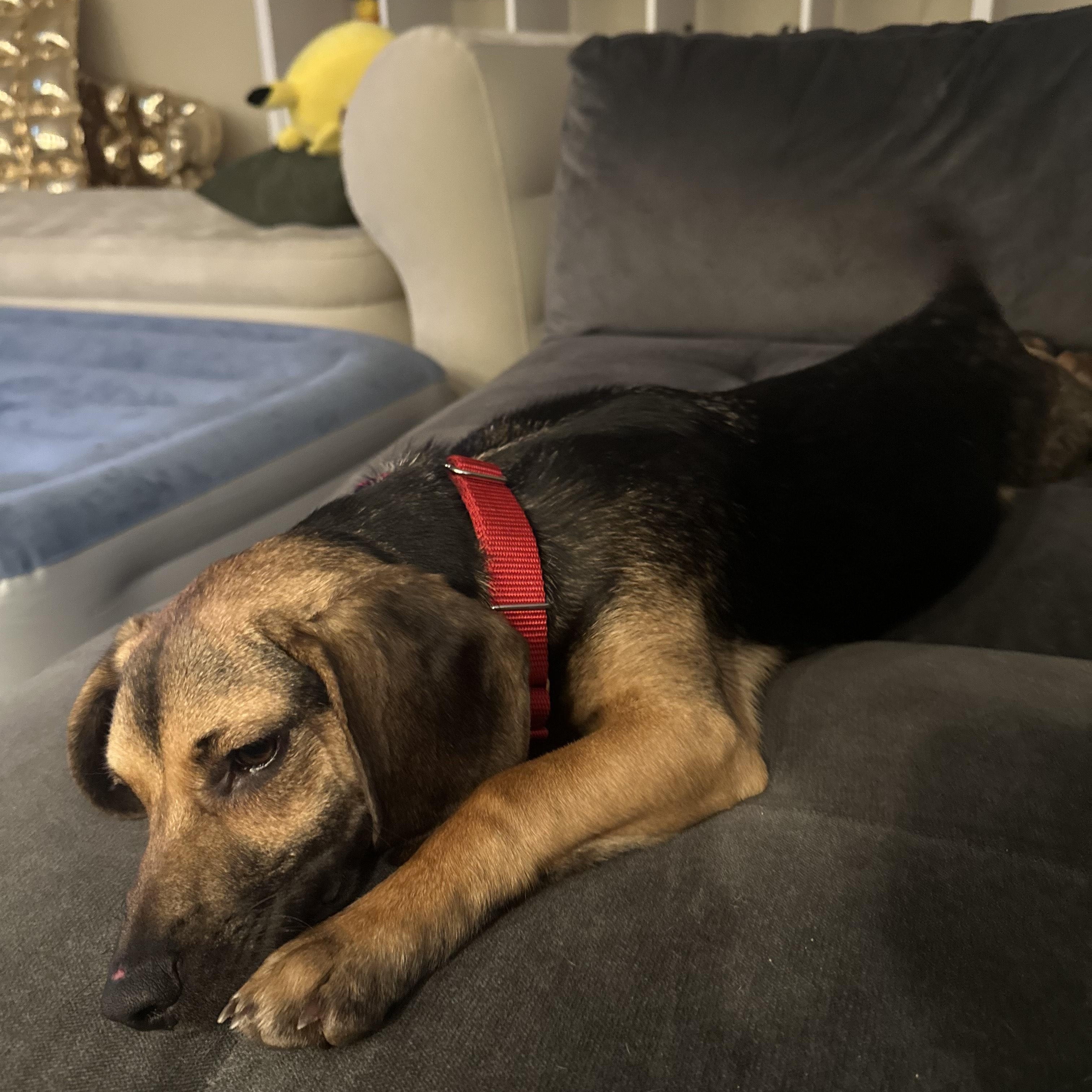 Enlarge Brady, a ADOPTABLE mixed breed in Columbia, MD image 6/6