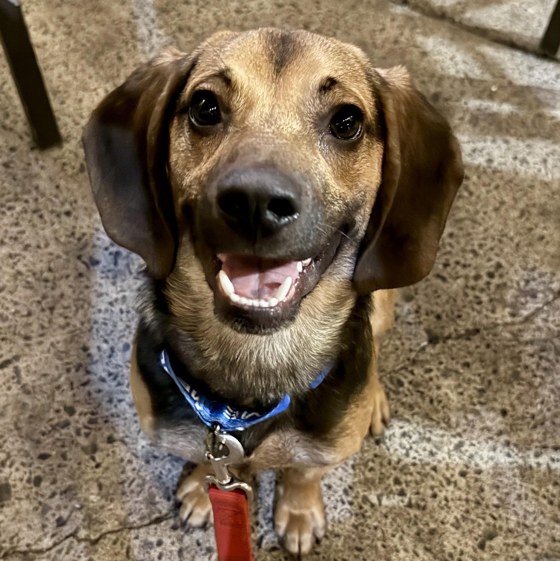 Enlarge Brady, a ADOPTABLE mixed breed in Columbia, MD image 1/6