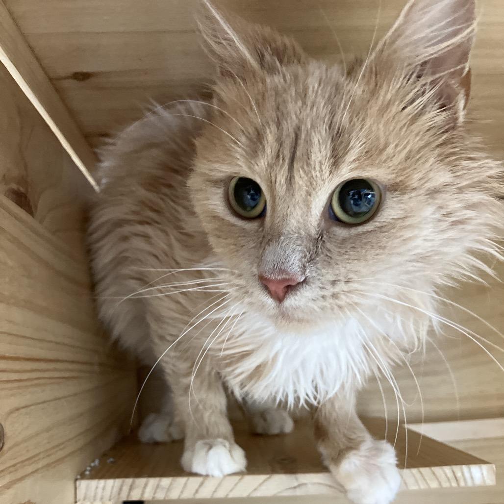 Enlarge Gin, a ADOPTABLE Domestic Medium Hair in Torrey, UT image 1/1