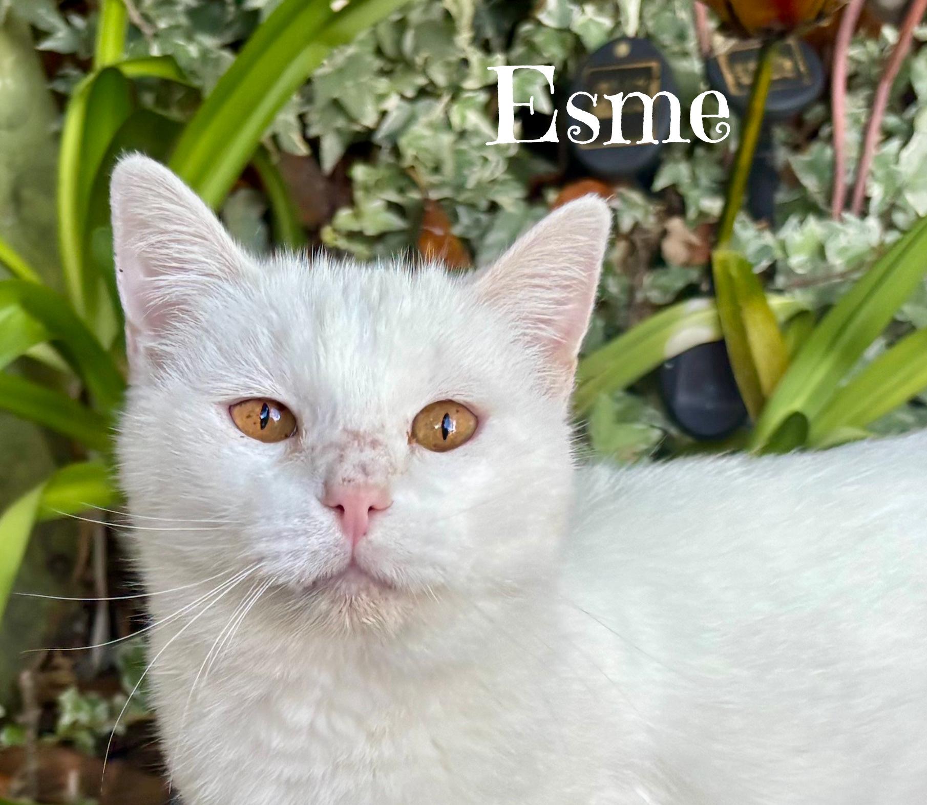 ESME: Best. Girl. Ever!, ADOPTABLE, Adult Female Domestic Short Hair.