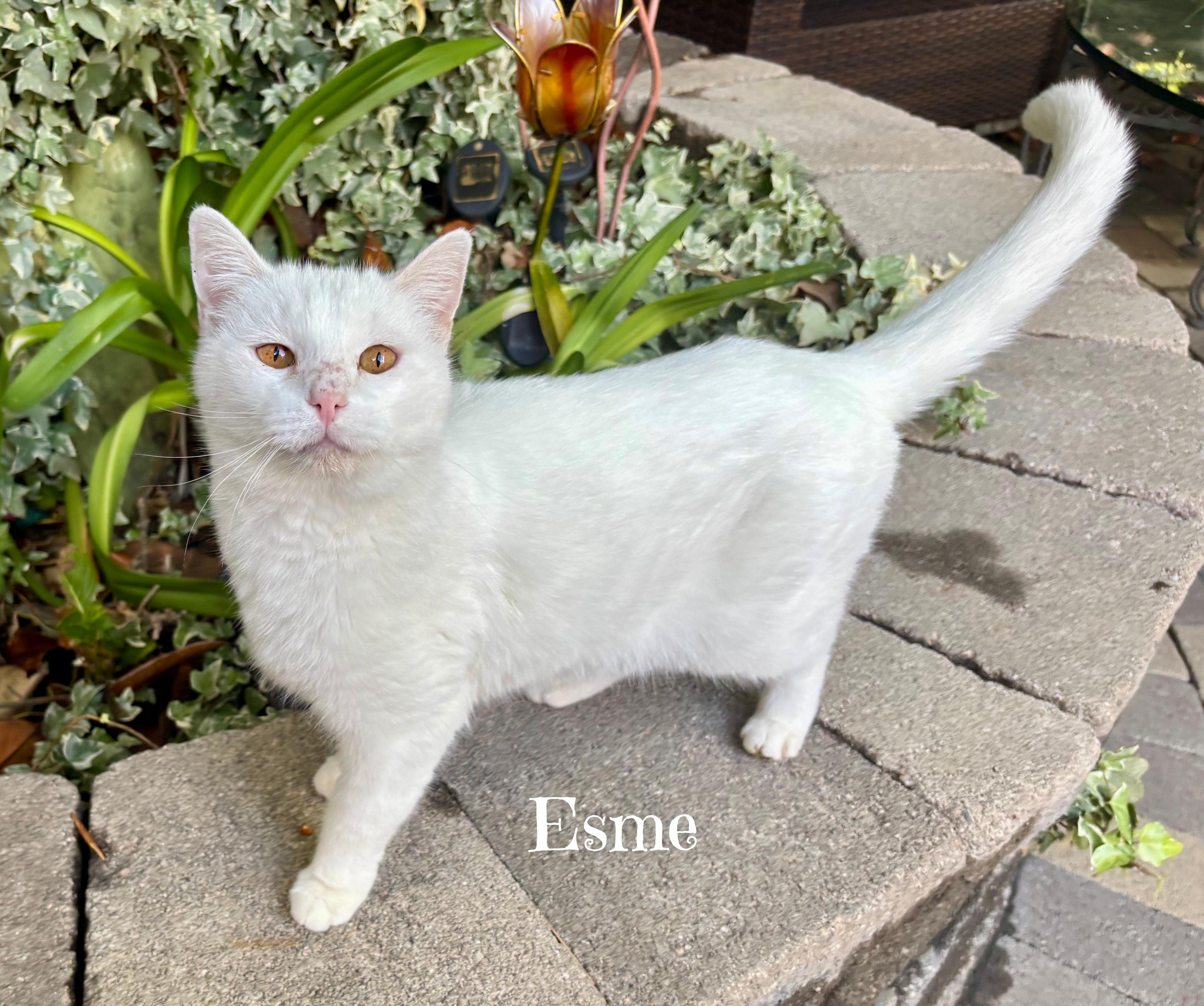 Enlarge ESME: Best. Girl. Ever!, a ADOPTABLE Domestic Short Hair in Monrovia, CA image 2/2