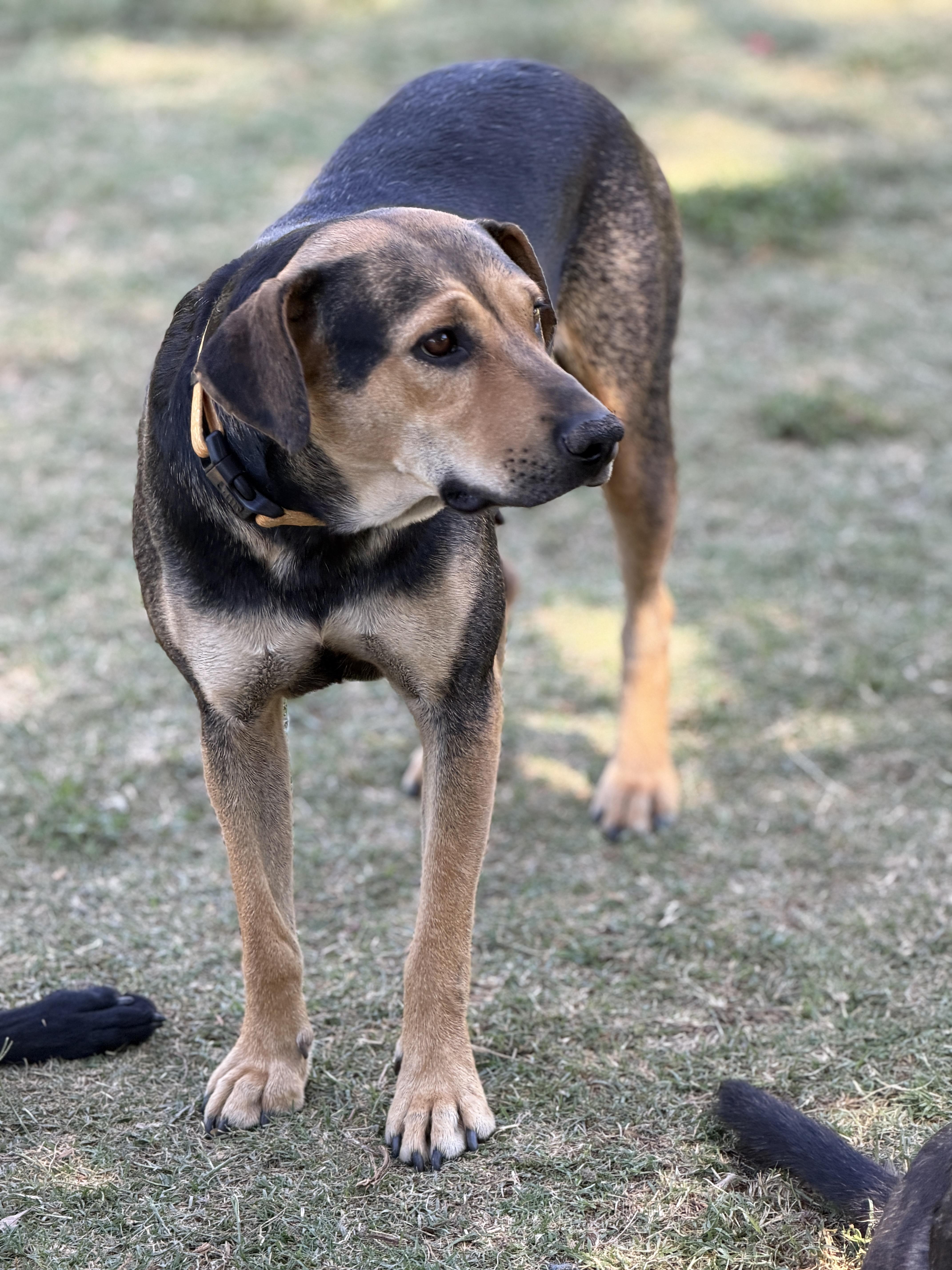 Zuri, a ADOPTABLE mixed breed in Gilbert, AZ image 6/6