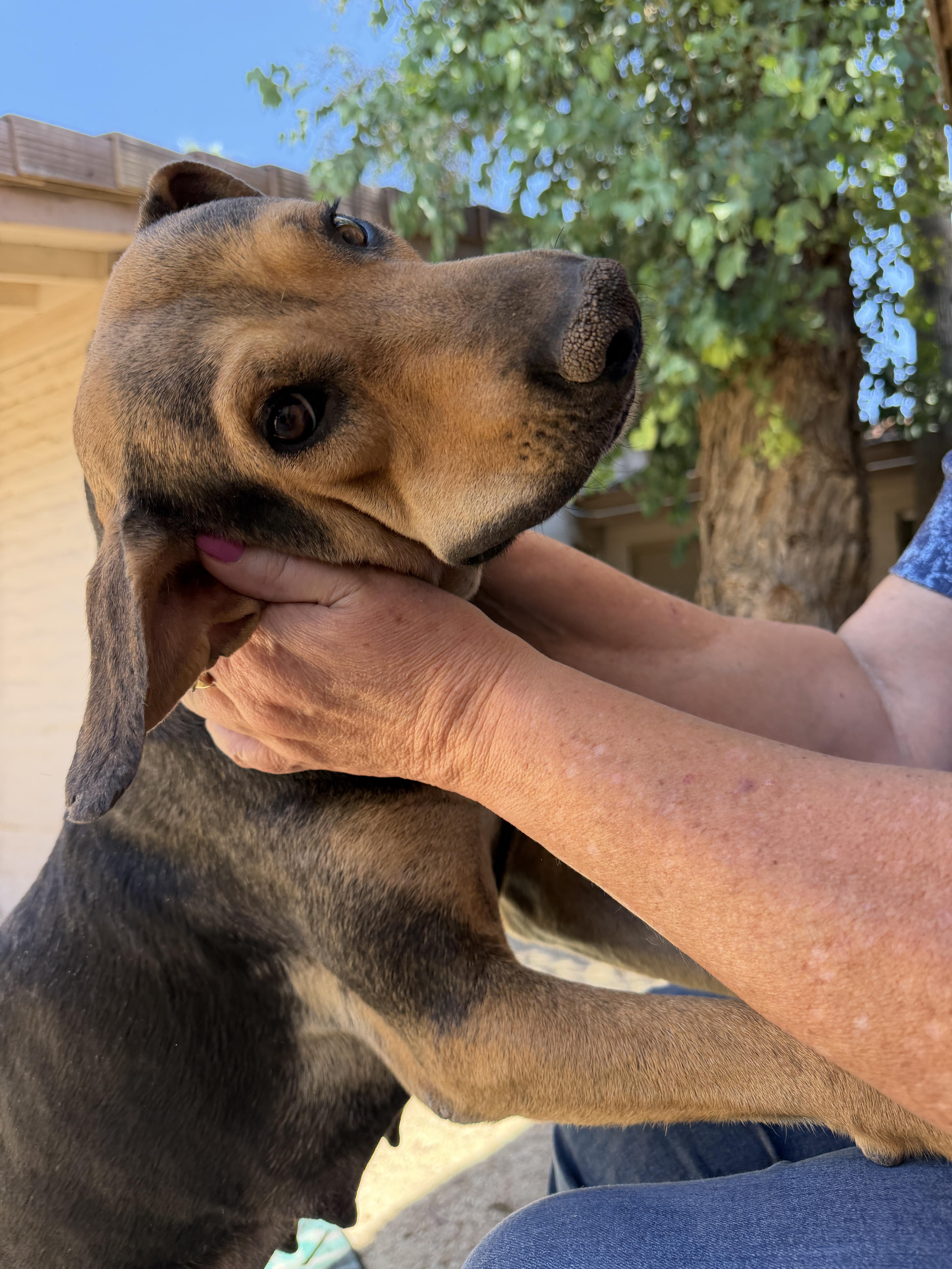 Zuri, a ADOPTABLE mixed breed in Gilbert, AZ image 5/6