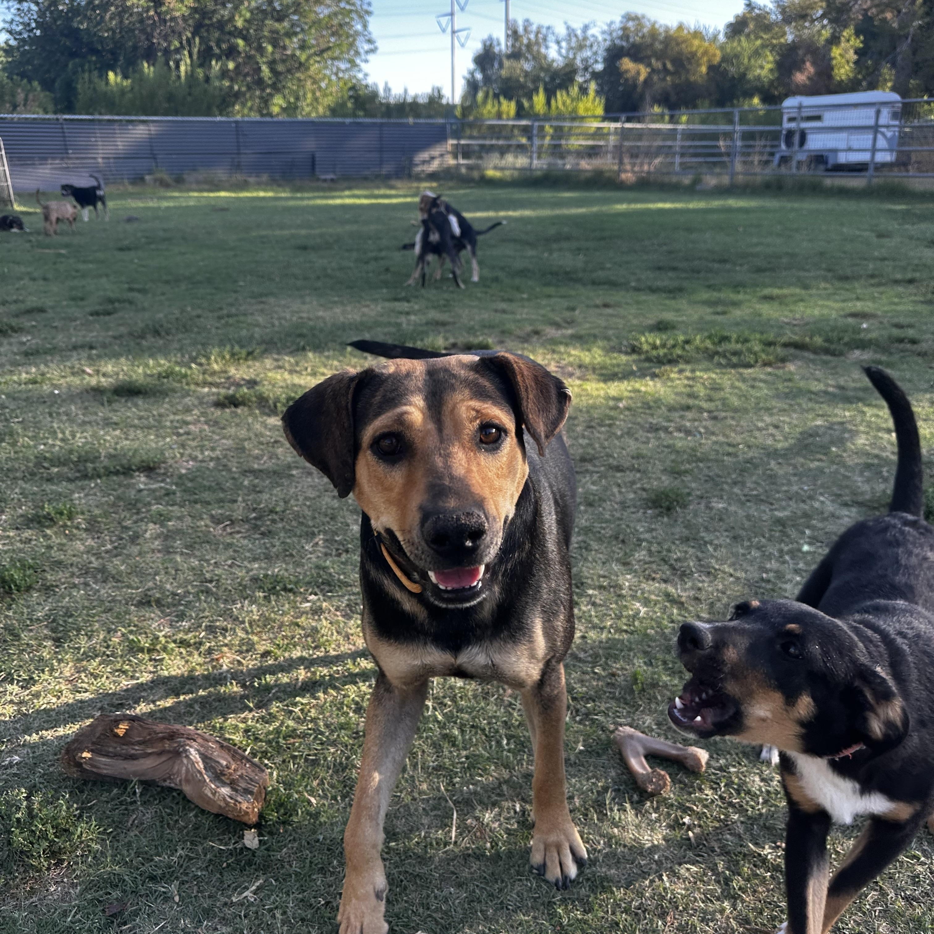 Zuri, a ADOPTABLE mixed breed in Gilbert, AZ image 2/6
