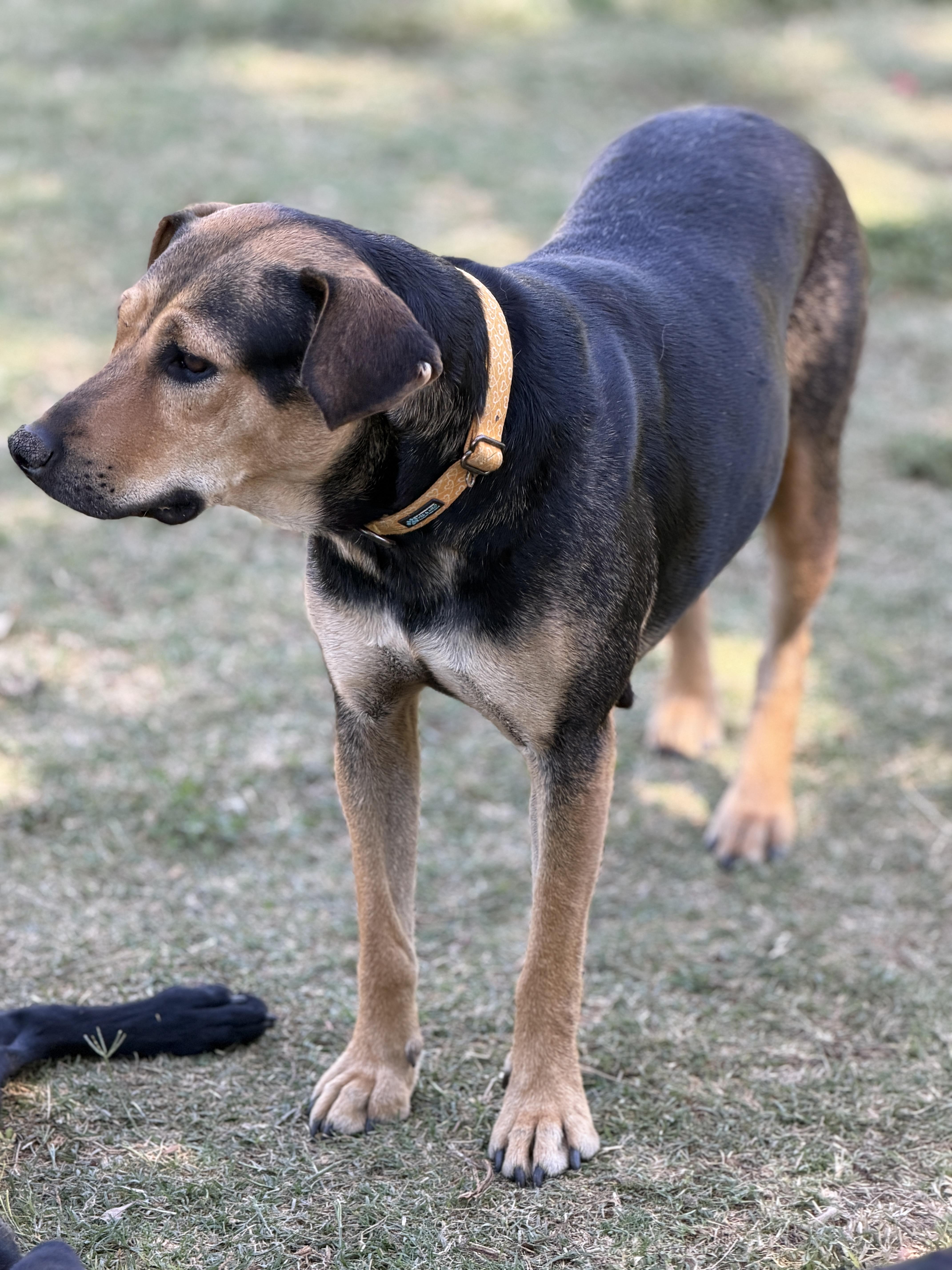 Zuri, a ADOPTABLE mixed breed in Gilbert, AZ image 3/6