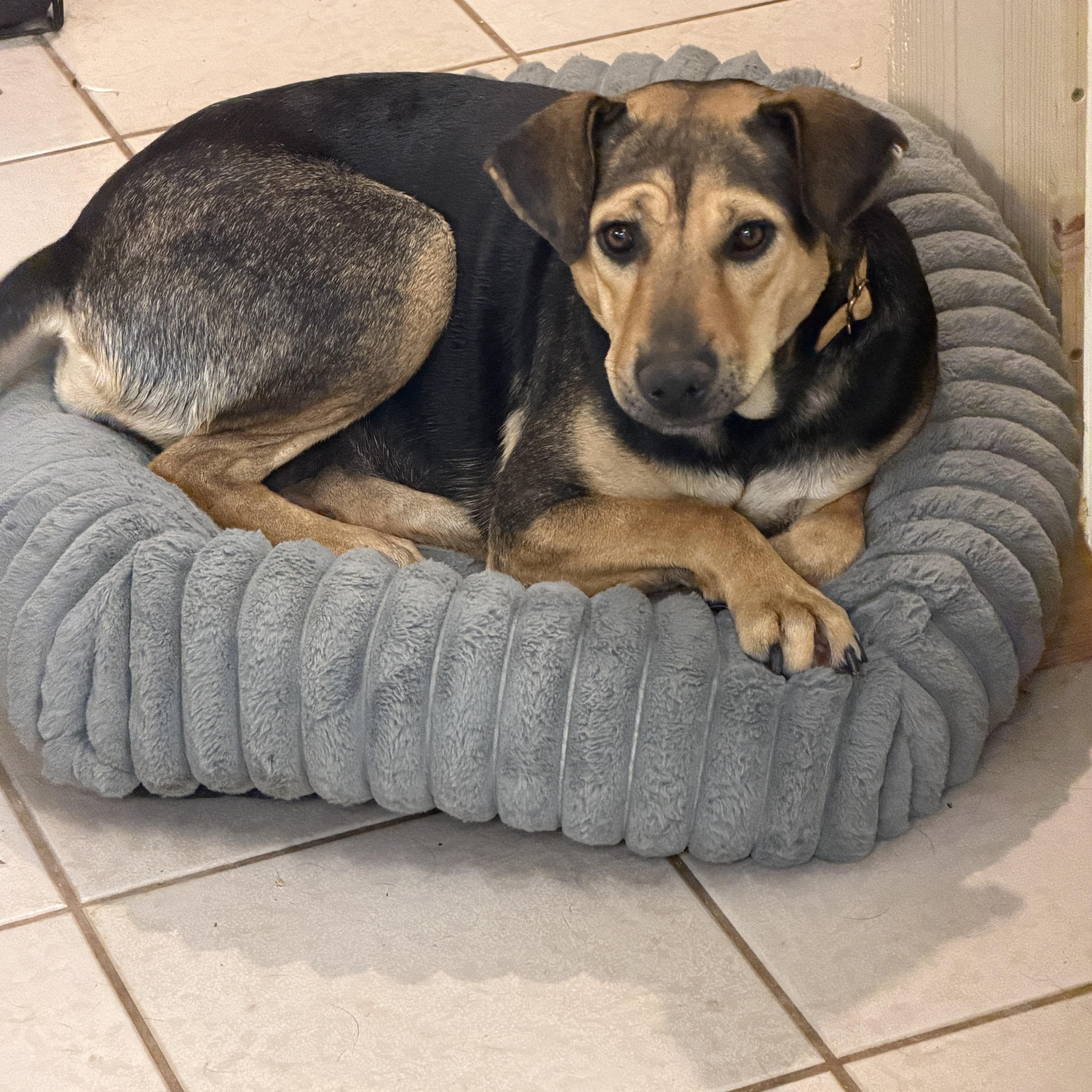 Zuri, a ADOPTABLE mixed breed in Gilbert, AZ image 1/6