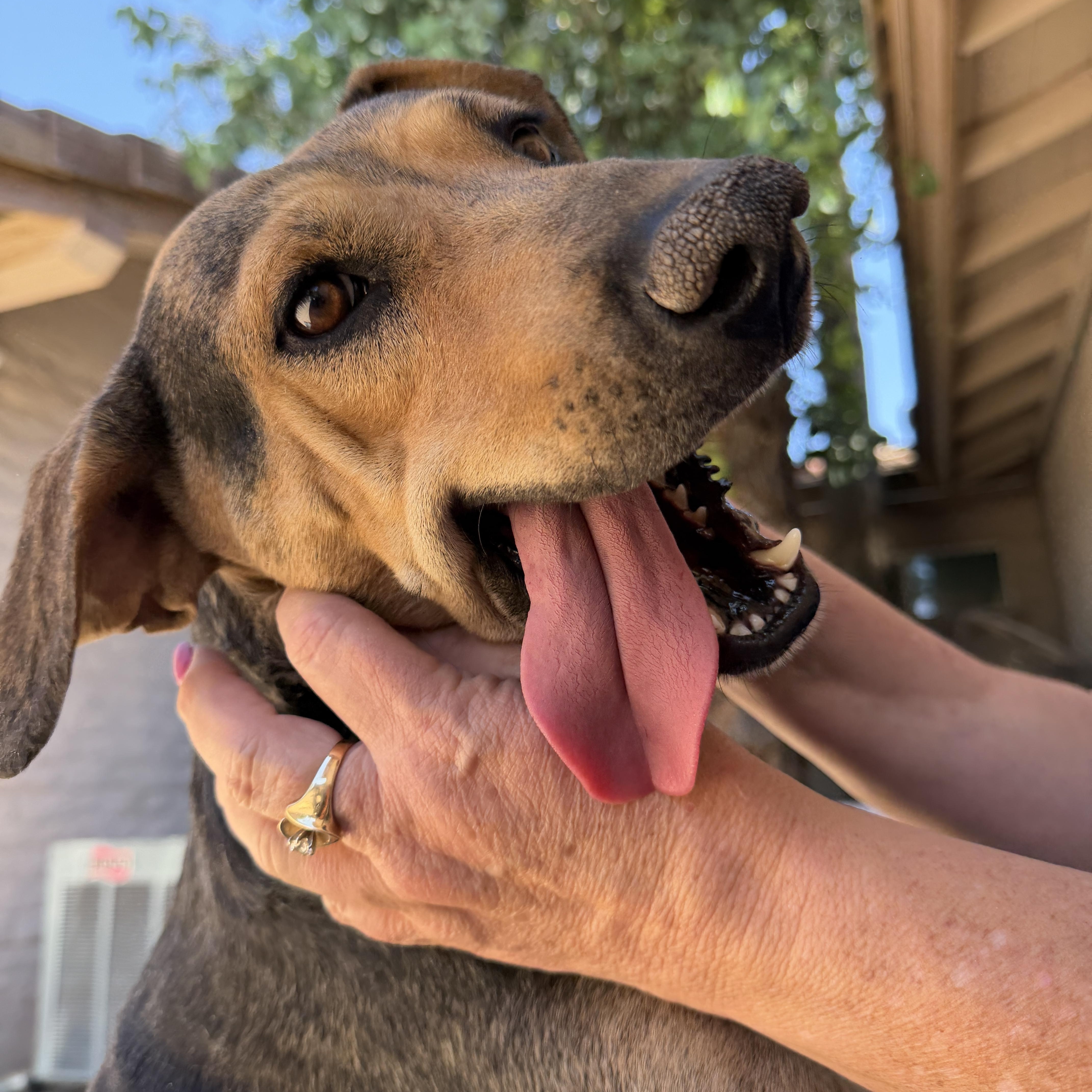 Zuri, a ADOPTABLE mixed breed in Gilbert, AZ image 4/6