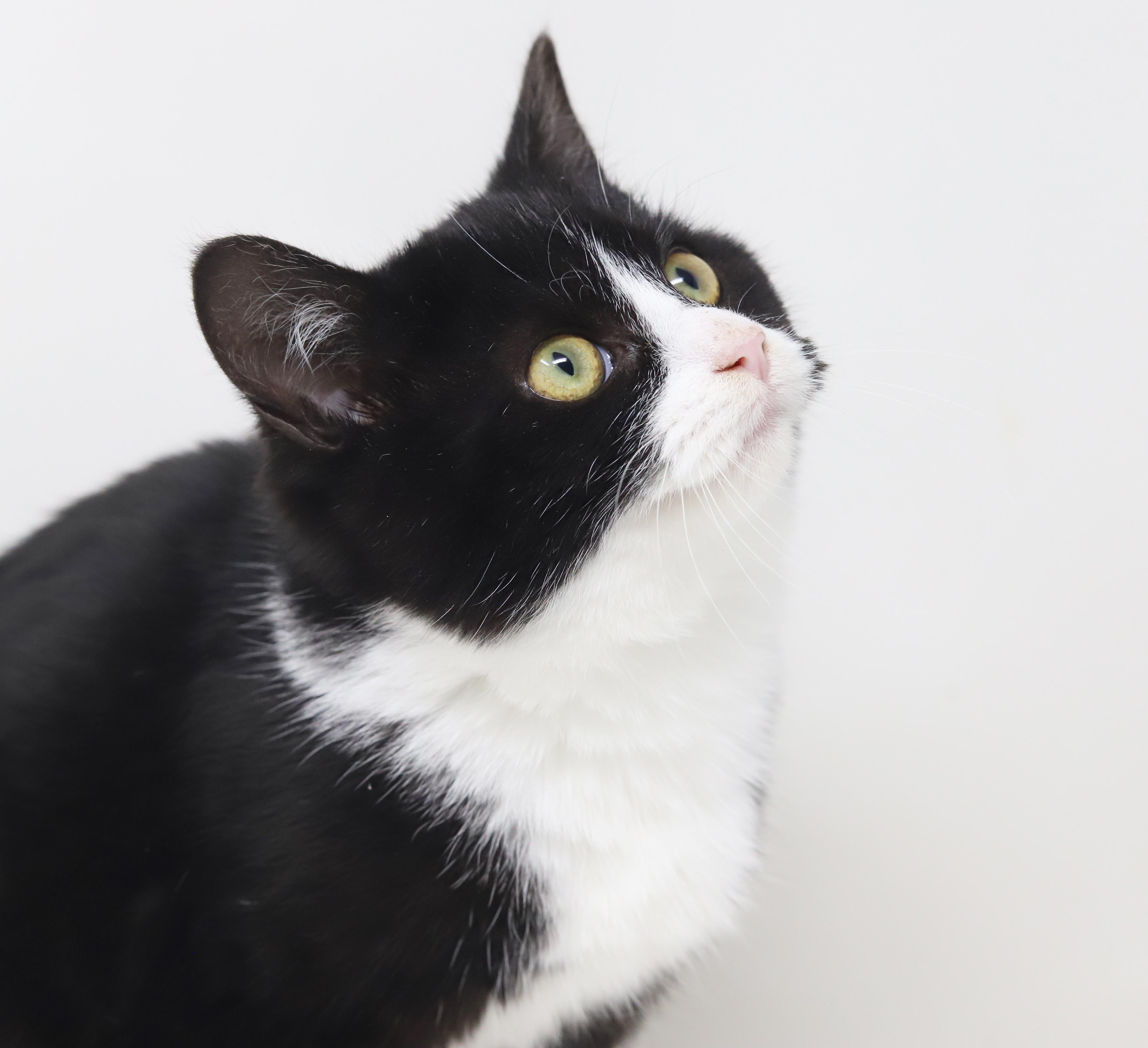 Bashful is just a mini darling! VIDEO TOO So round n' chonky - OLD ENOUGH TO GO SOLO!, an adoption pending mixed breed in Bedford Hills, NY image 6/6