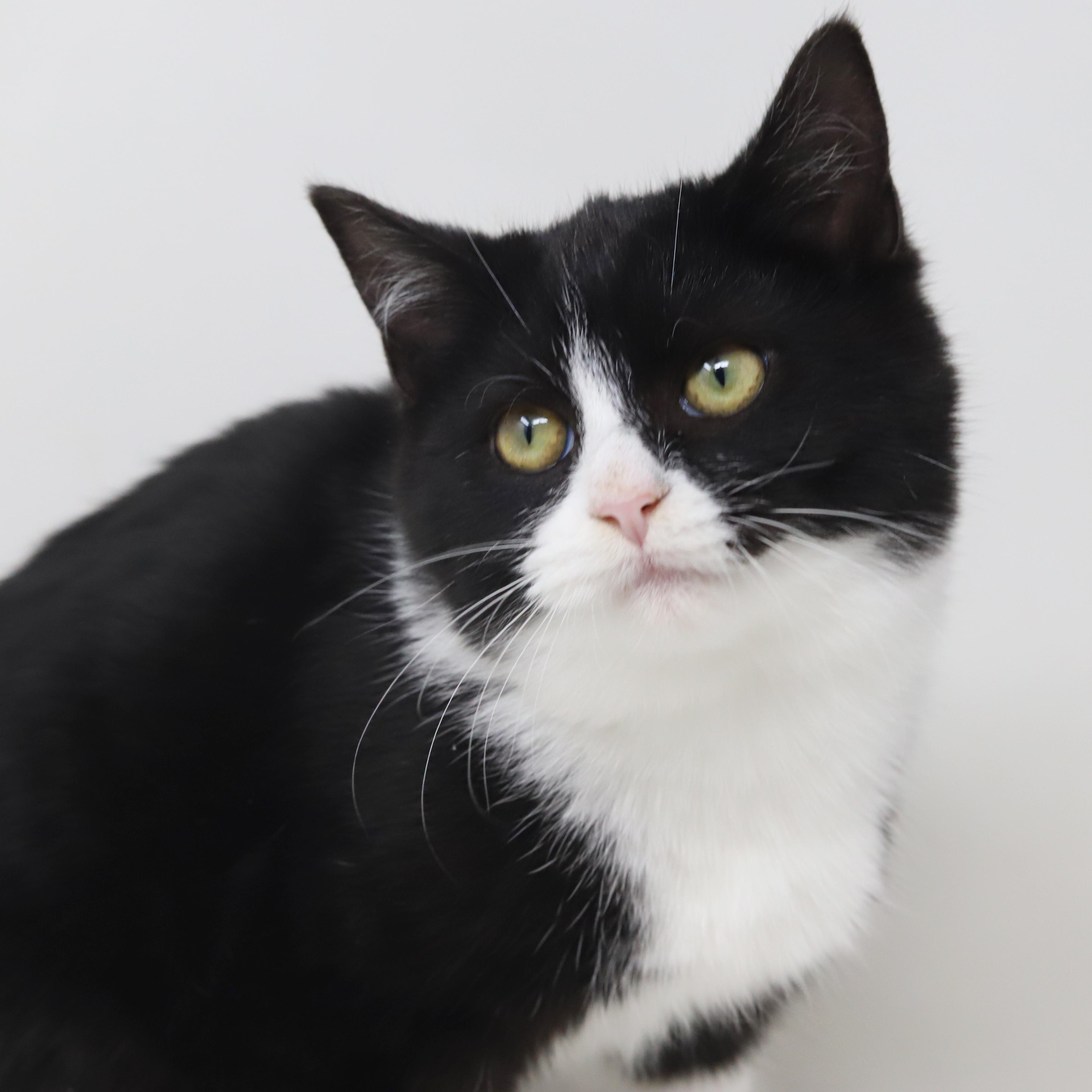 Bashful is just a mini darling! VIDEO TOO So round n' chonky - OLD ENOUGH TO GO SOLO!, an adoption pending mixed breed in Bedford Hills, NY image 4/6