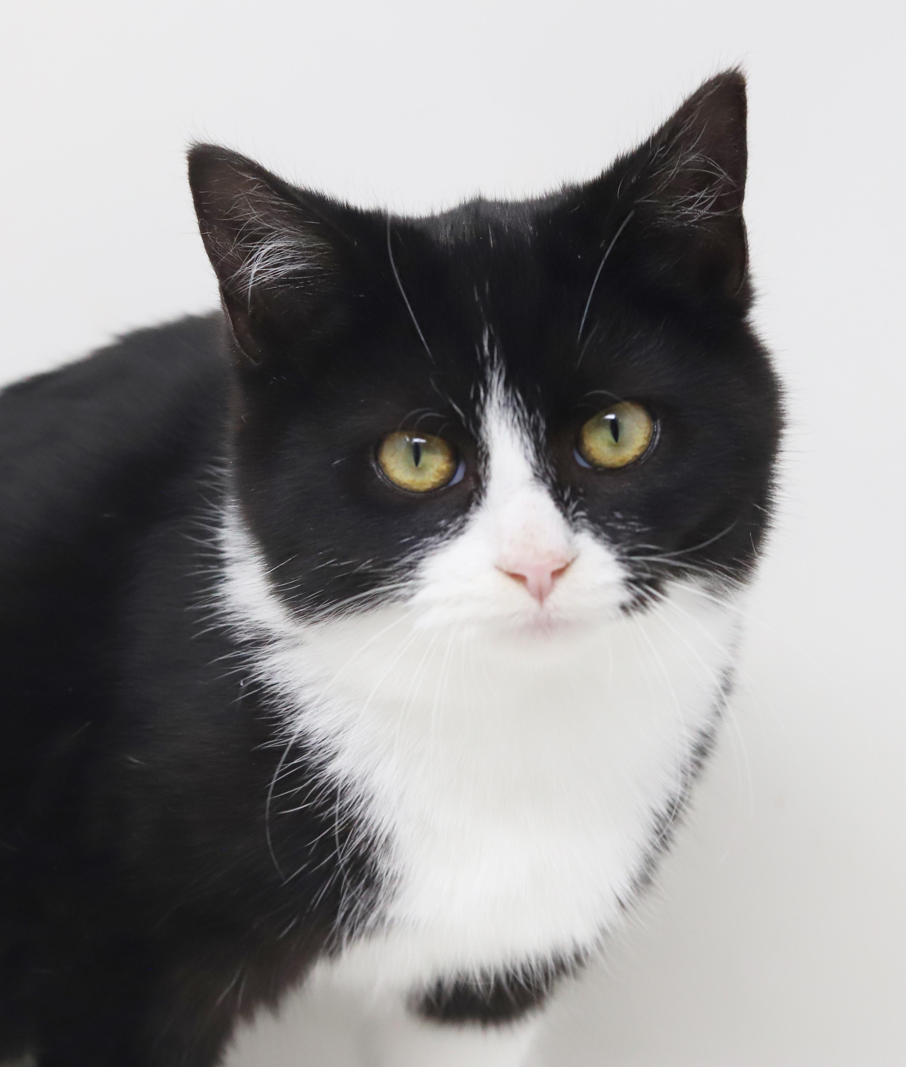 Bashful is just a mini darling! VIDEO TOO So round n' chonky - OLD ENOUGH TO GO SOLO!, Adoptable, Kitten Female Tuxedo & Bombay.