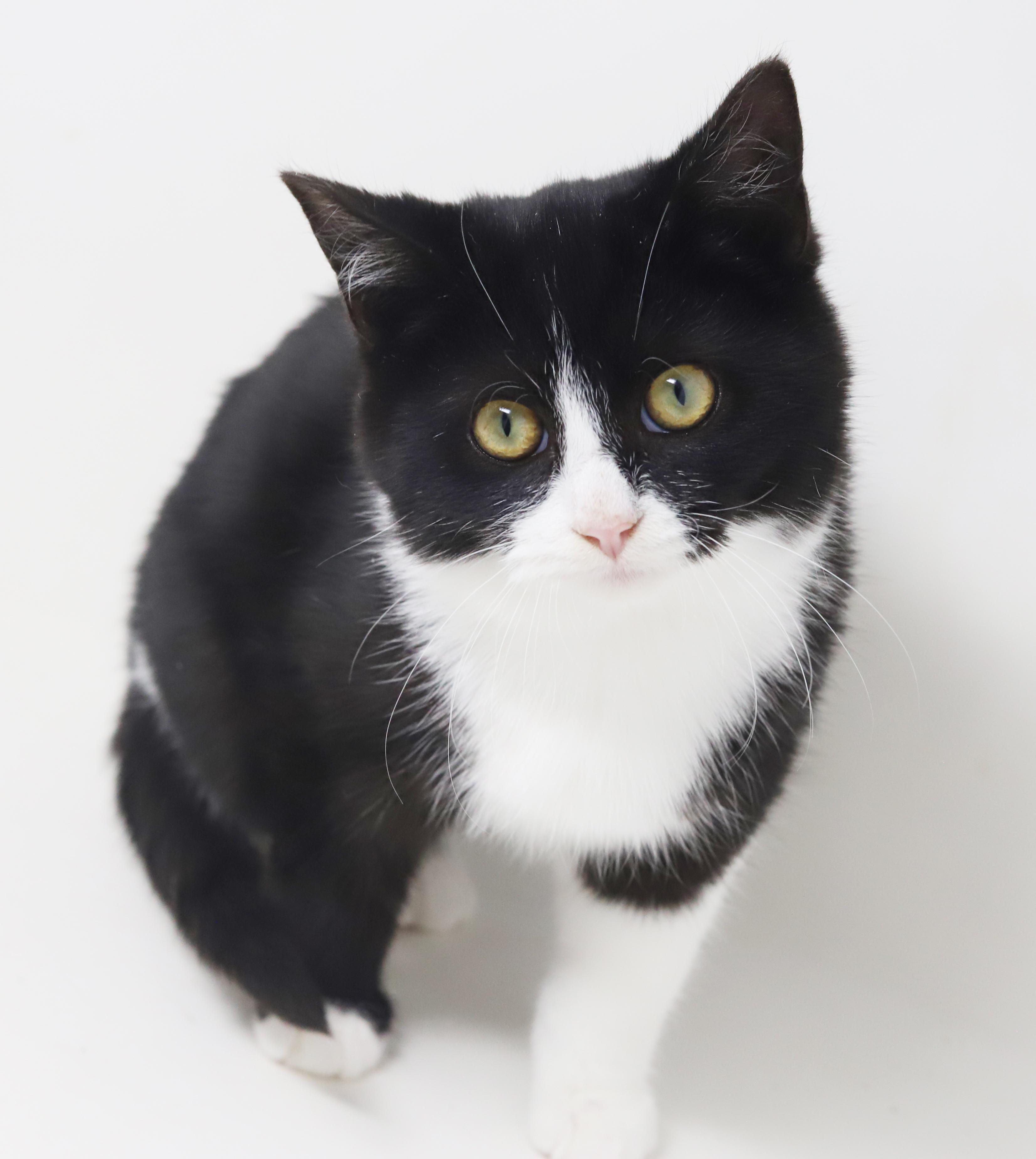 Bashful is just a mini darling! VIDEO TOO So round n' chonky - OLD ENOUGH TO GO SOLO!, an adoption pending mixed breed in Bedford Hills, NY image 5/6