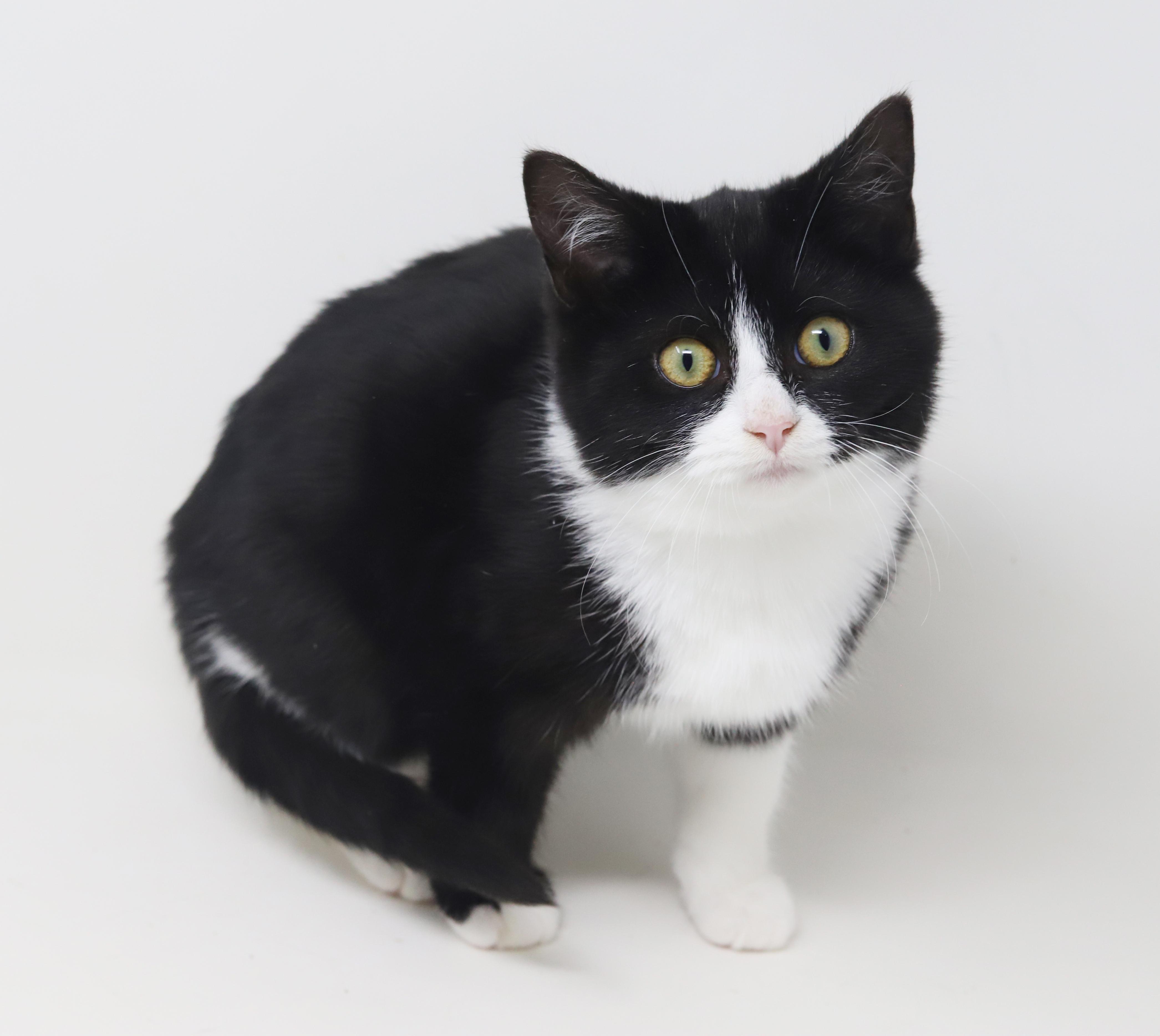 Bashful is just a mini darling! VIDEO TOO So round n' chonky - OLD ENOUGH TO GO SOLO!, an adoption pending mixed breed in Bedford Hills, NY image 2/6