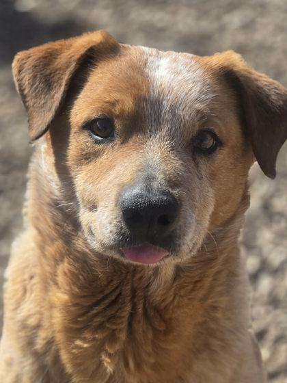 Basil, adopted, Adult Male Australian Cattle Dog / Blue Heeler.